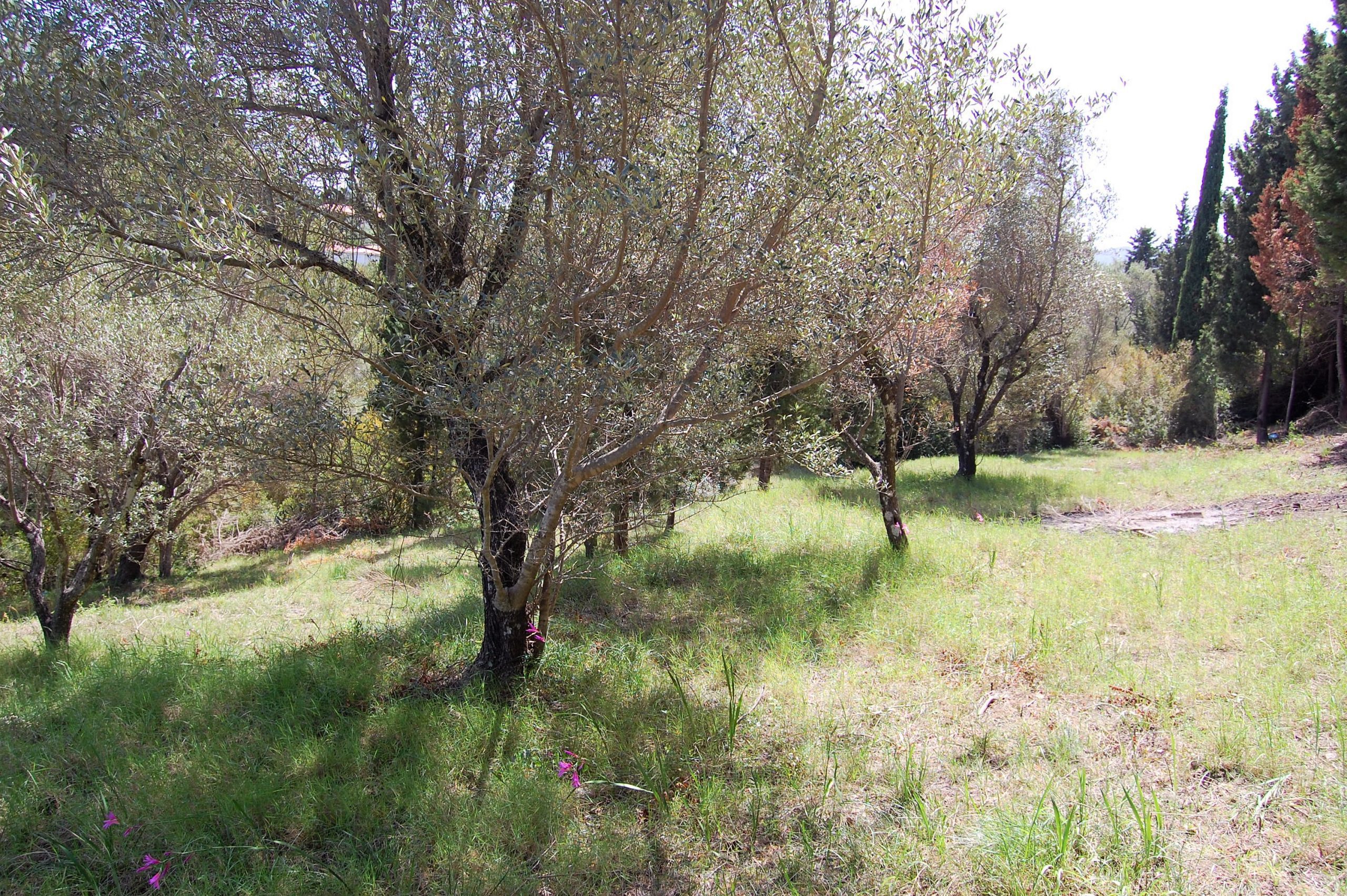 Exterior view of land for sale Ithaca Greece