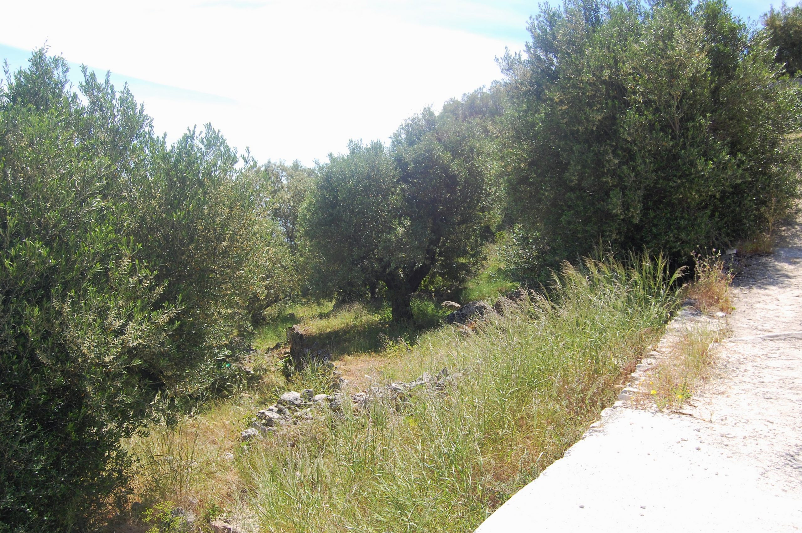 Landscape and terrain of land for sale on Ithaca Greece