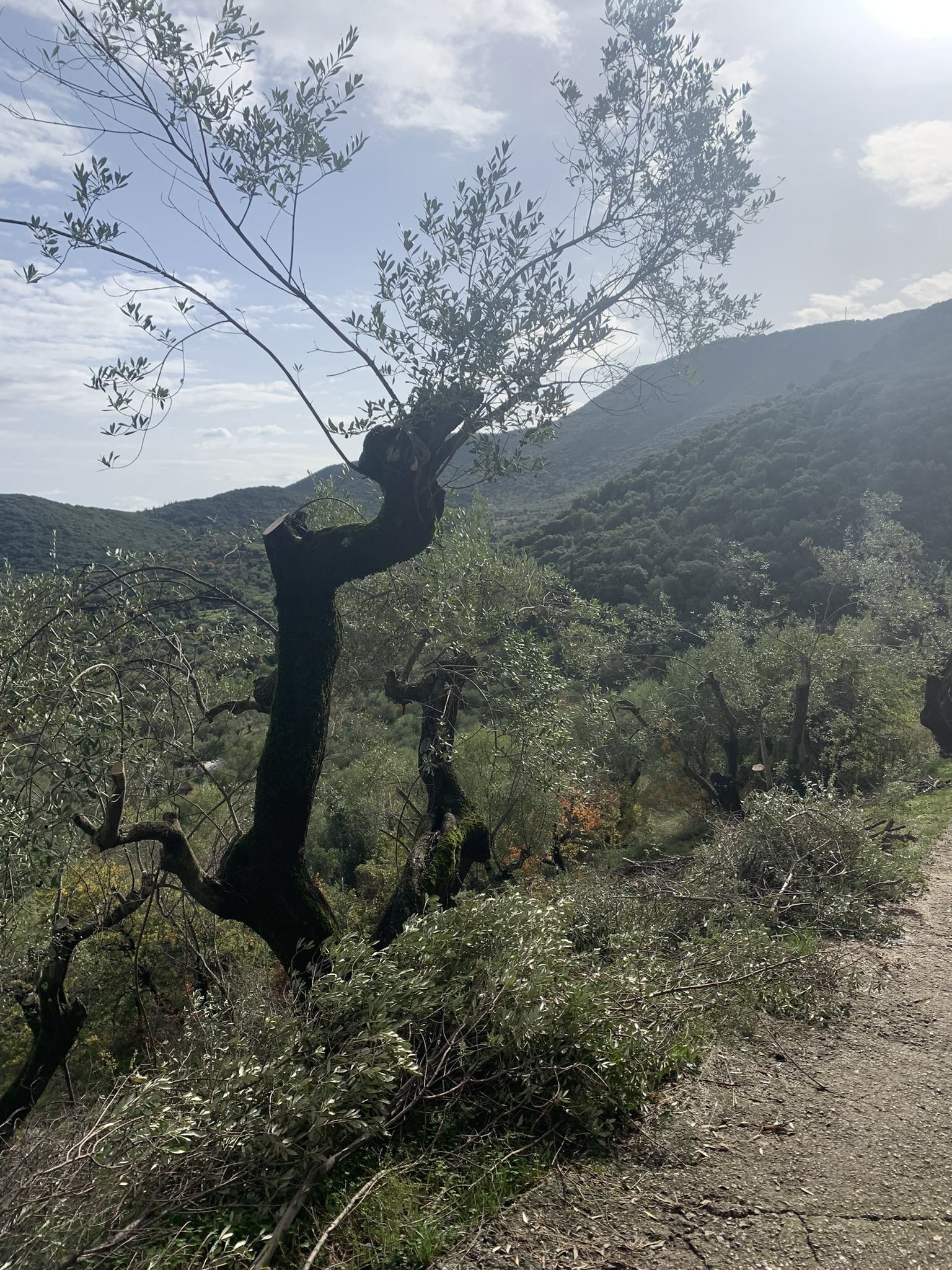 Land for sale on Ithaca Greece, Perachori