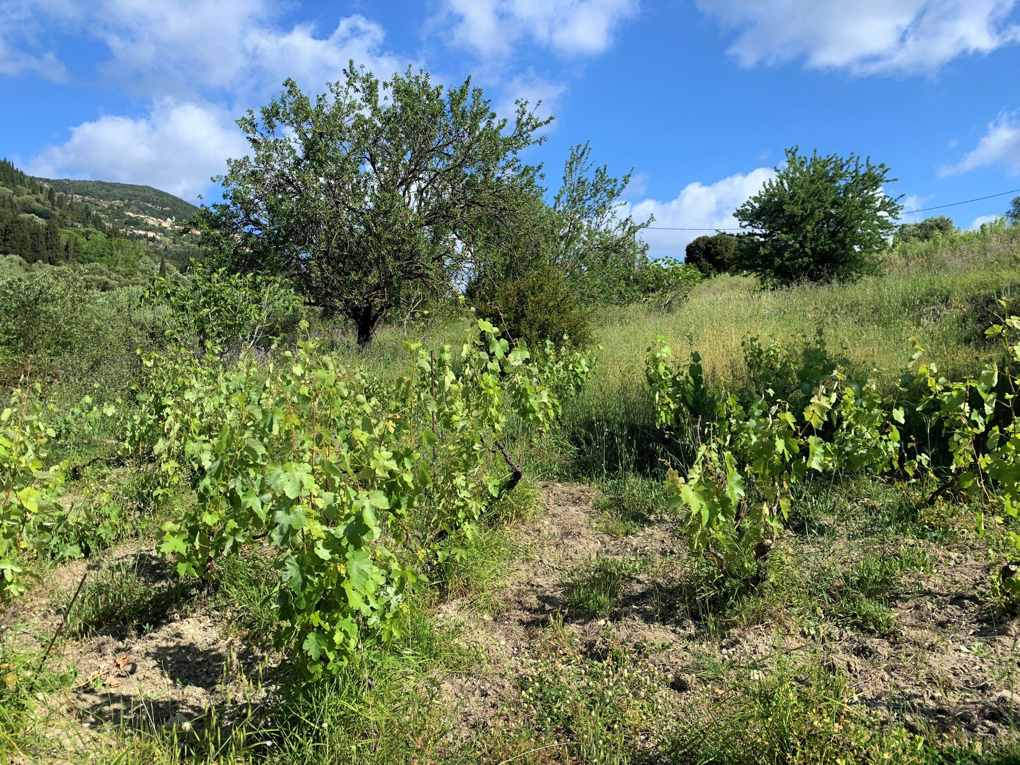 Landscape and terrain of land for sale in Ithaca Greece, Stavros