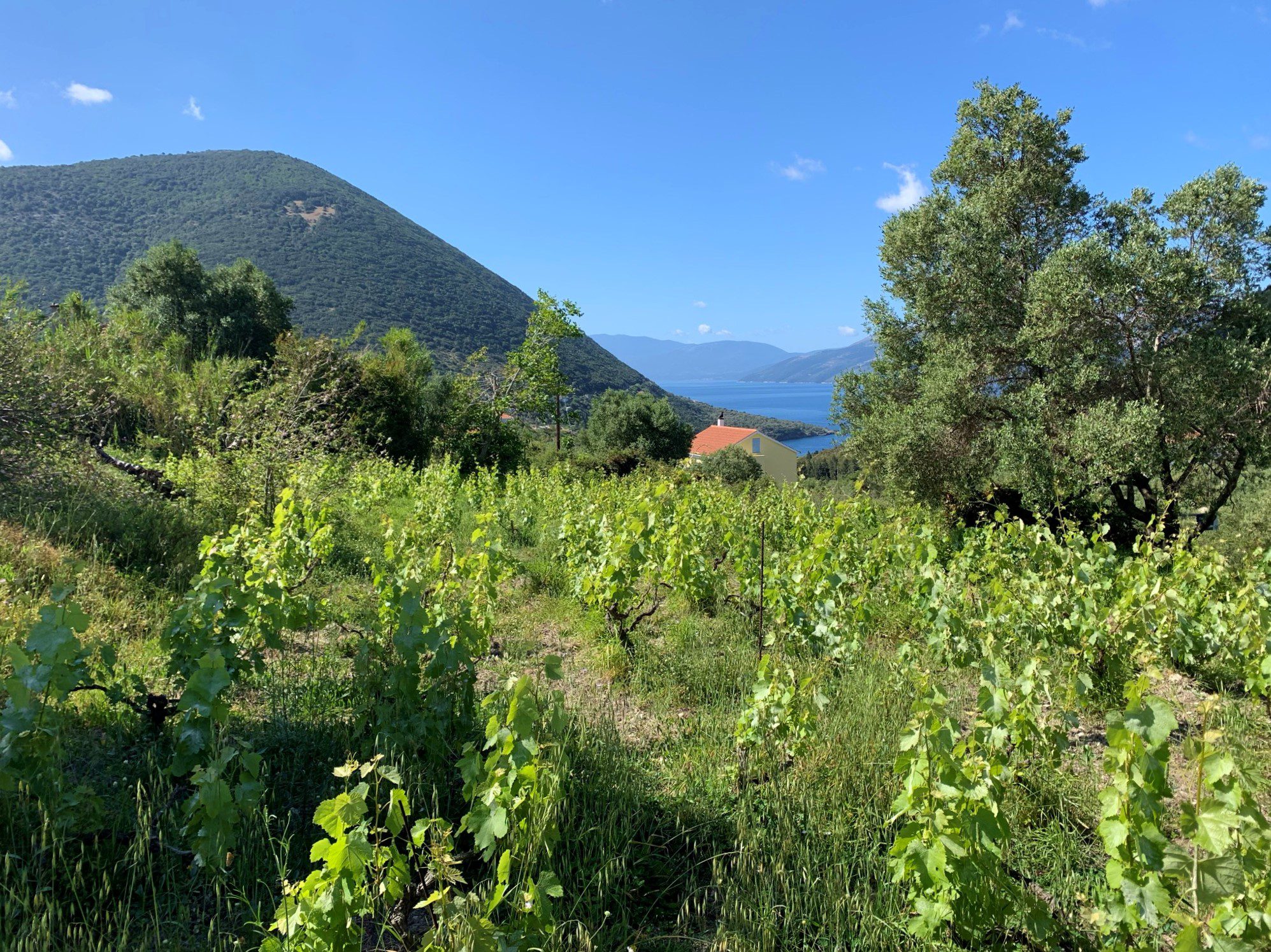Landscape and terrain of land for sale in Ithaca Greece, Stavros