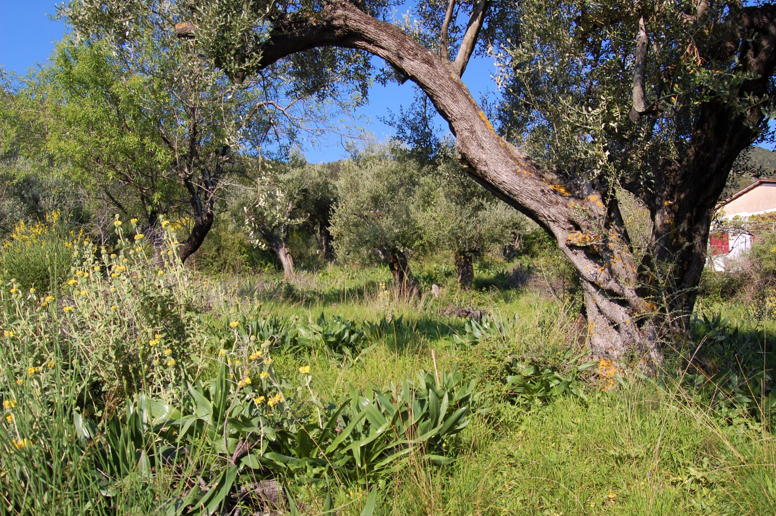 Landscape and terrain of land for sale in Ithaca Greece Kolleri