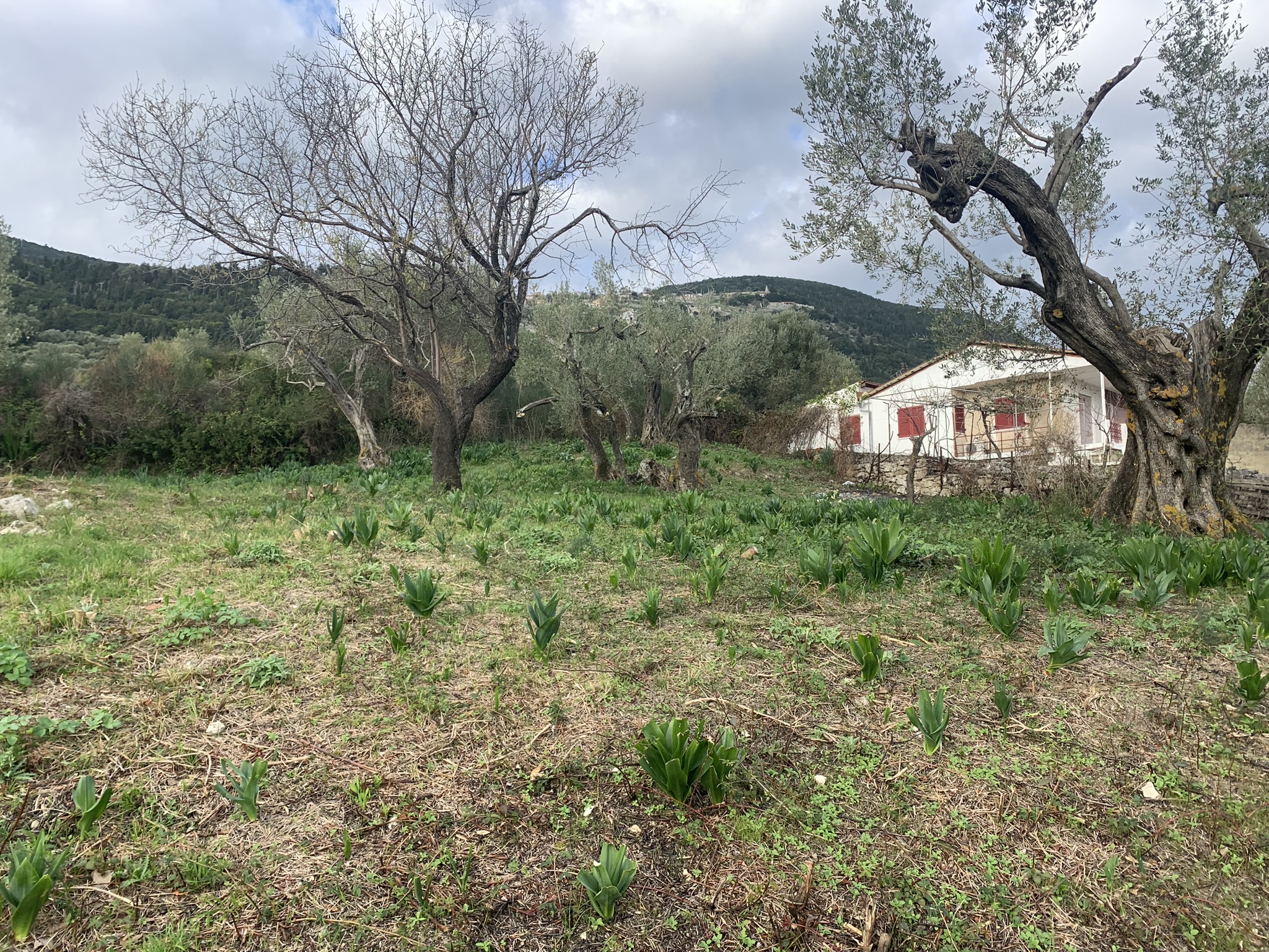 Terrain and landscape of land for sale, Ithaca Greece, Kolleri