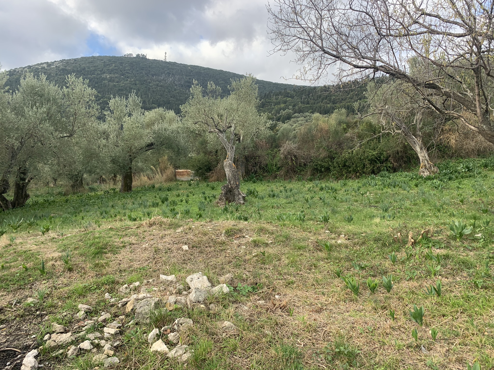 Terrain and landscape of land for sale, Ithaca Greece, Kolleri