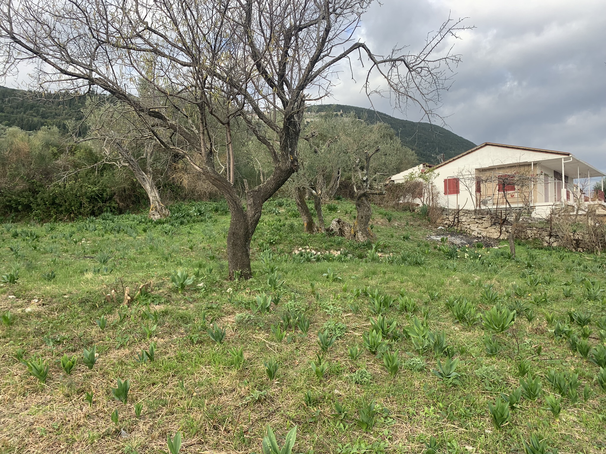 Terrain and landscape of land for sale, Ithaca Greece, Kolleri