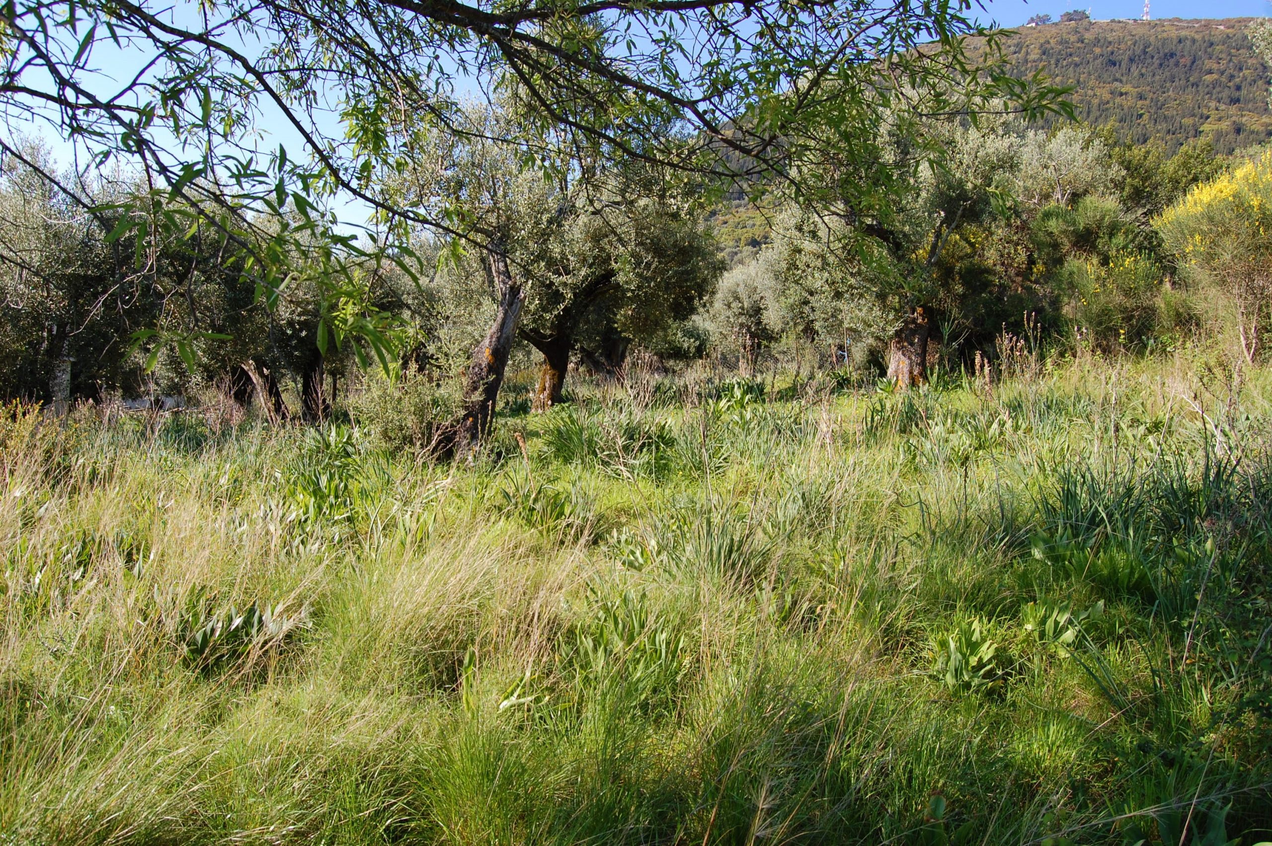 Landscape and terrain of land for sale in Ithaca Greece Kolleri