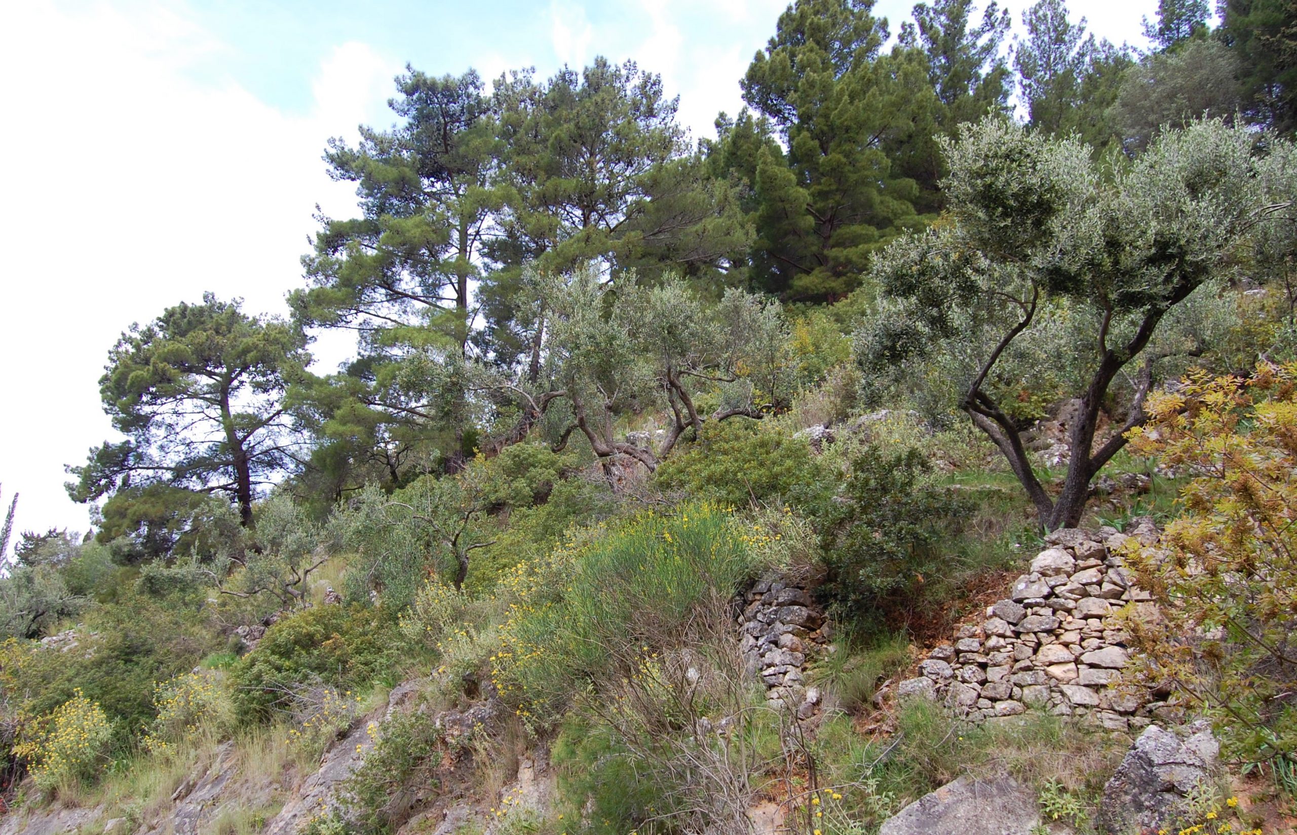 Terrain and landscape of land for sale in Ithaca Greece