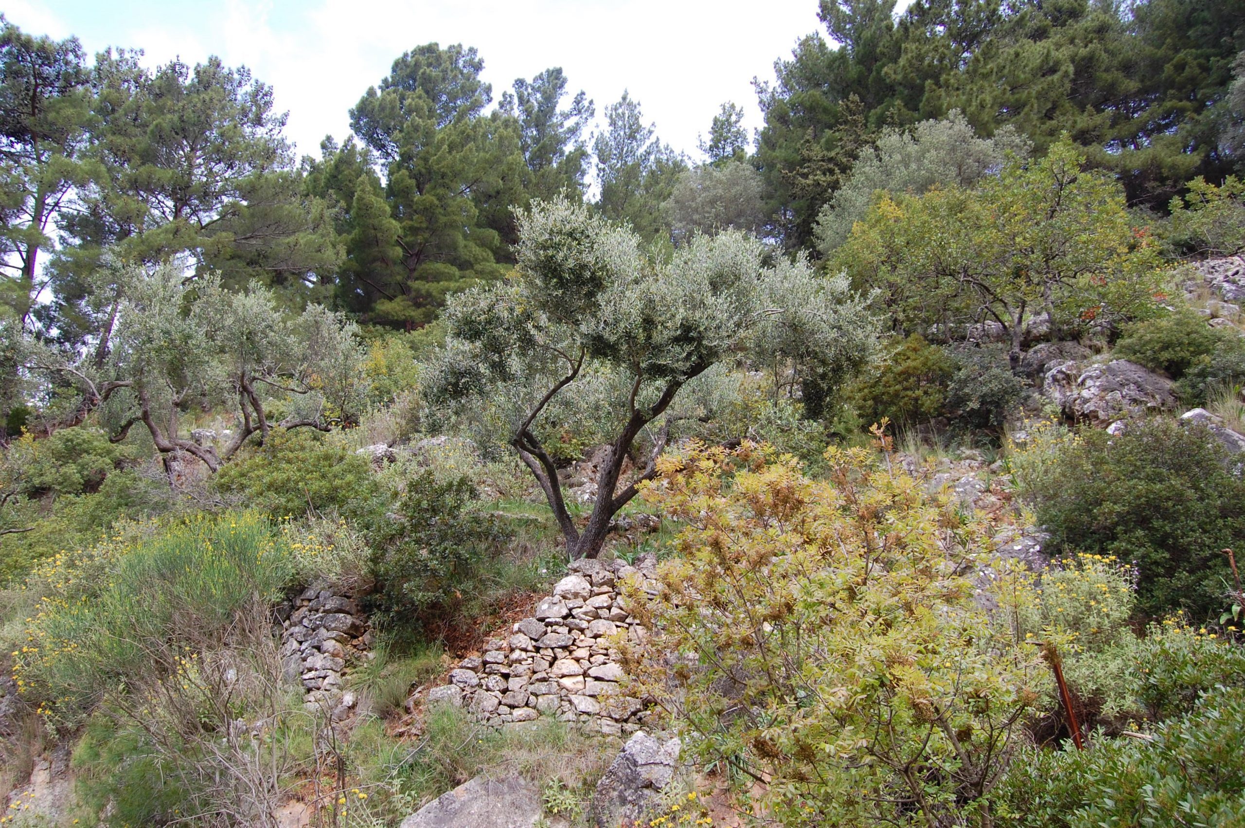 Terrain and landscape of land for sale in Ithaca Greece