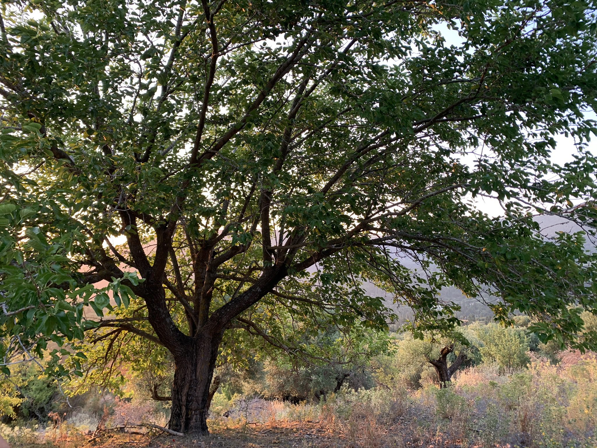Landscape terrain of land for sale Ithaca Greece, Pilikata