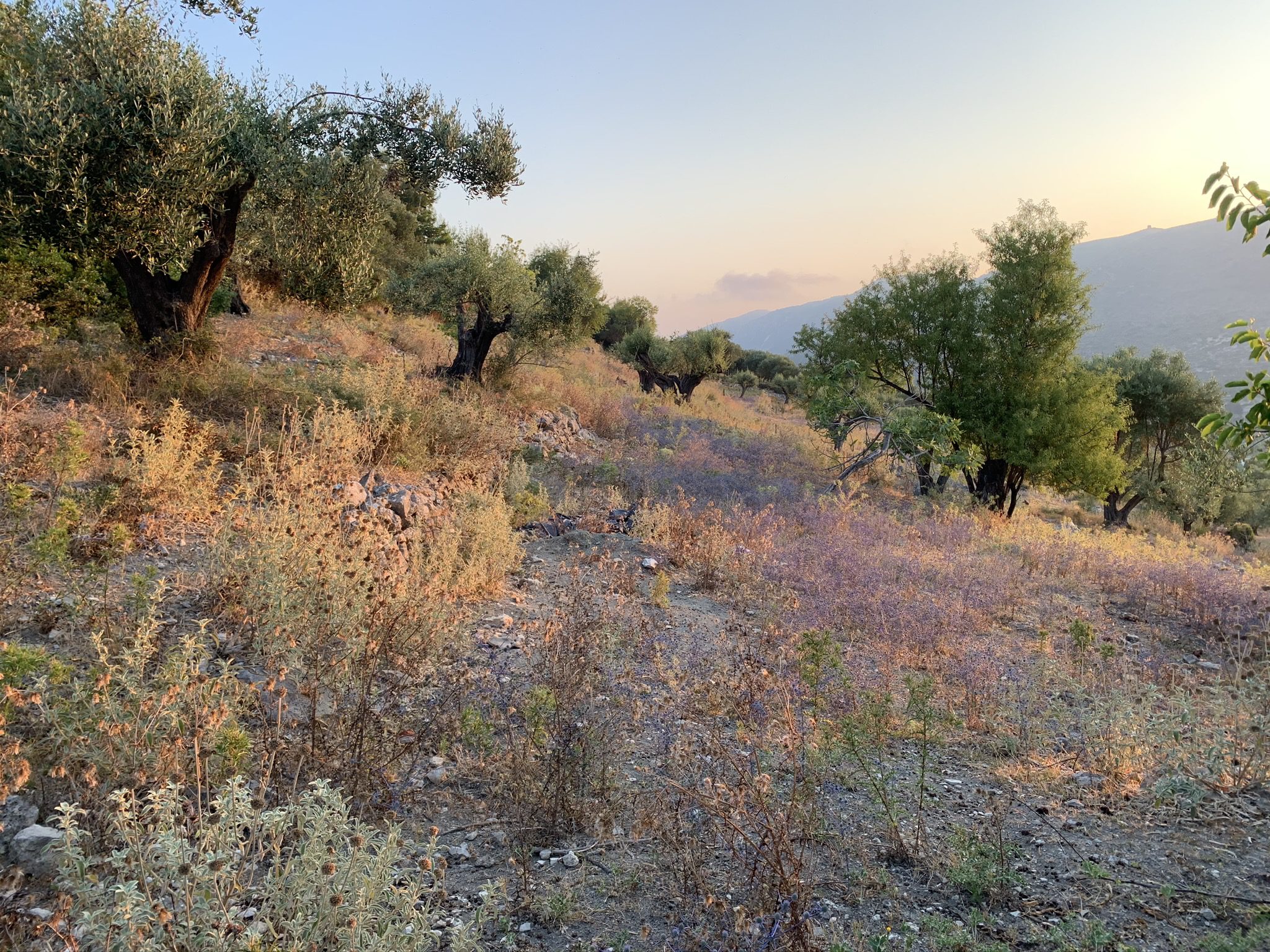 Landscape terrain of land for sale Ithaca Greece, Pilikata