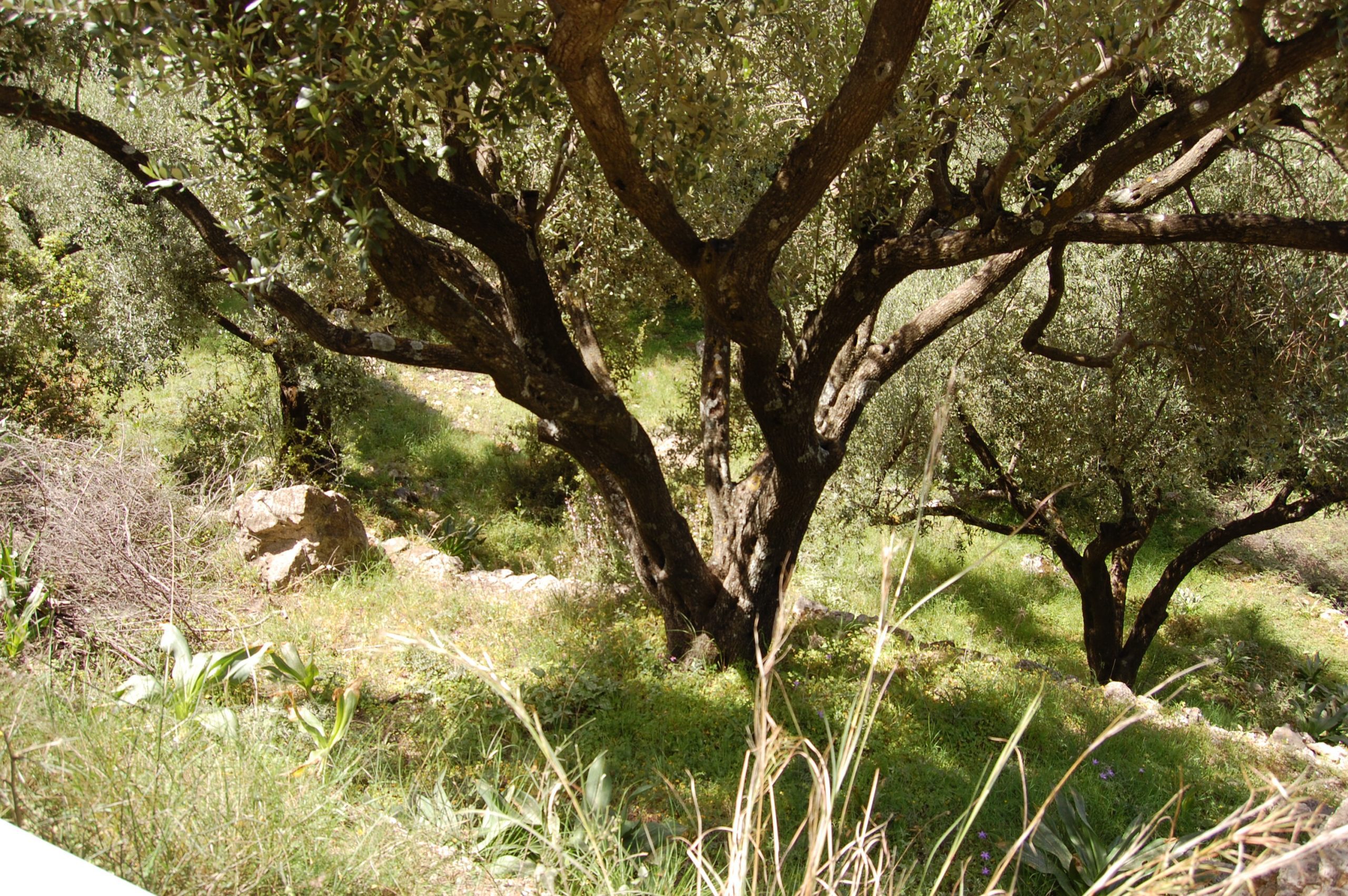 Landscape and terrain of land for sale on Ithaca Greece