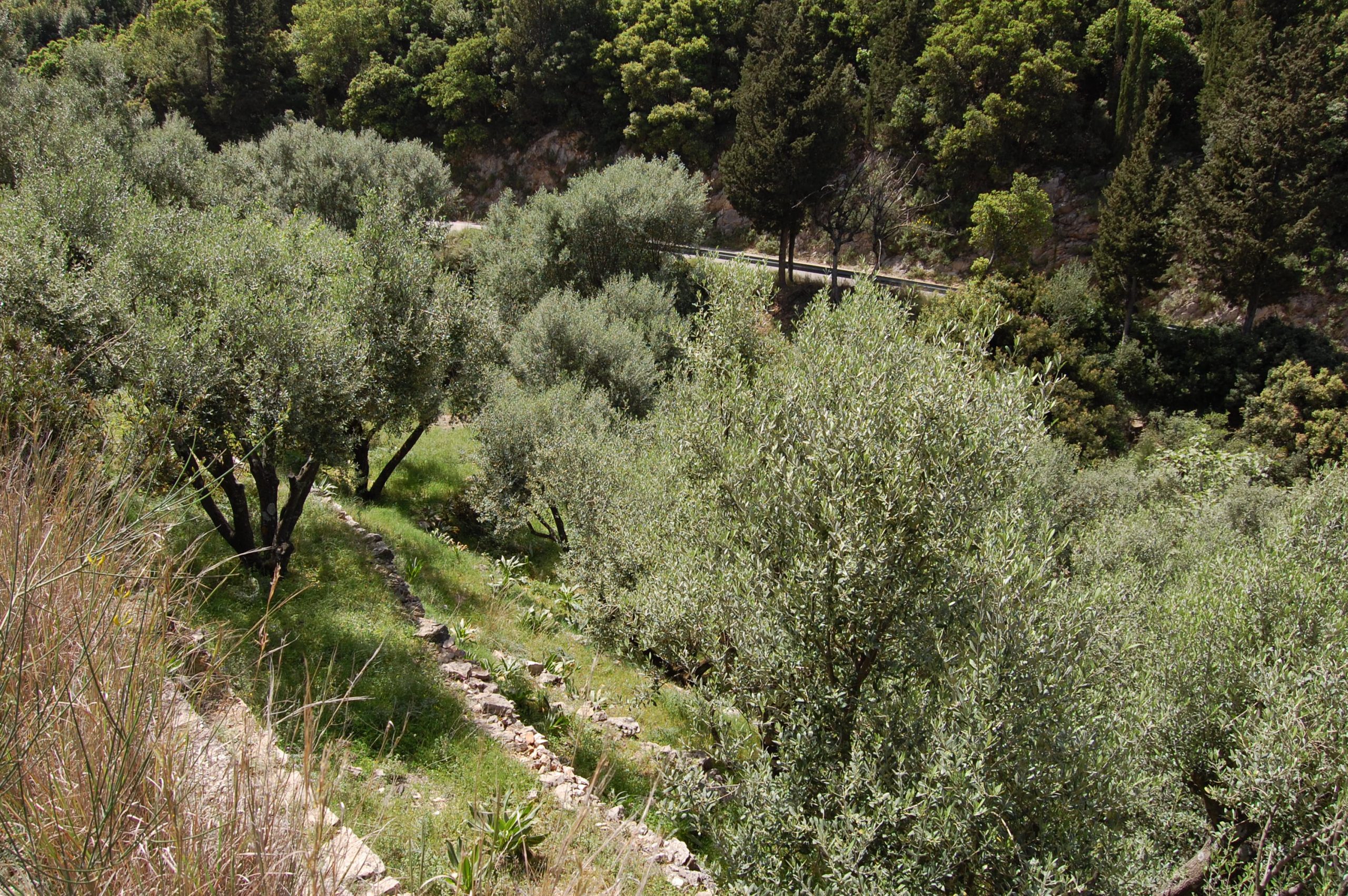 Landscape and terrain of land for sale on Ithaca Greece