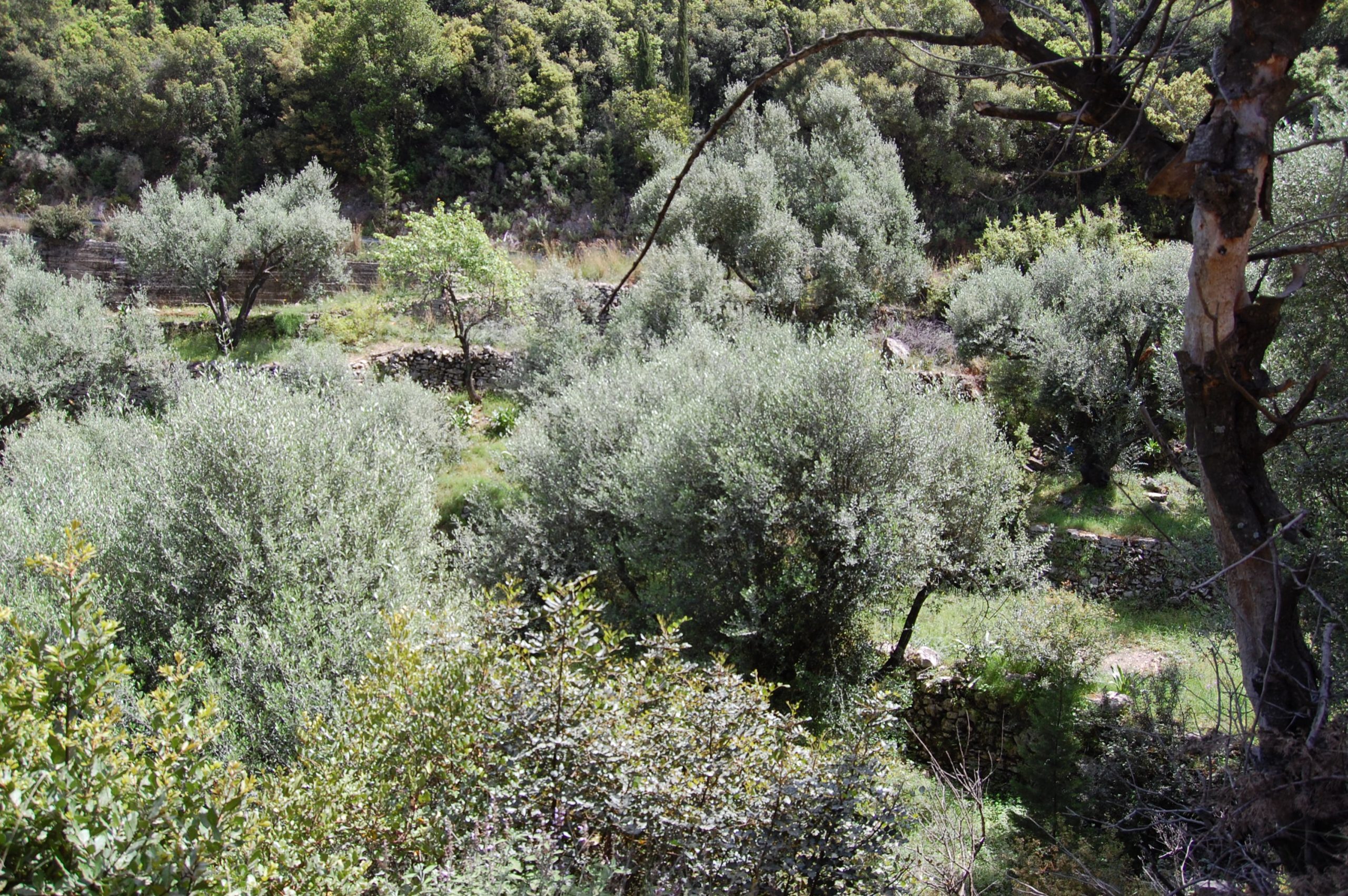 Landscape and terrain of land for sale on Ithaca Greece