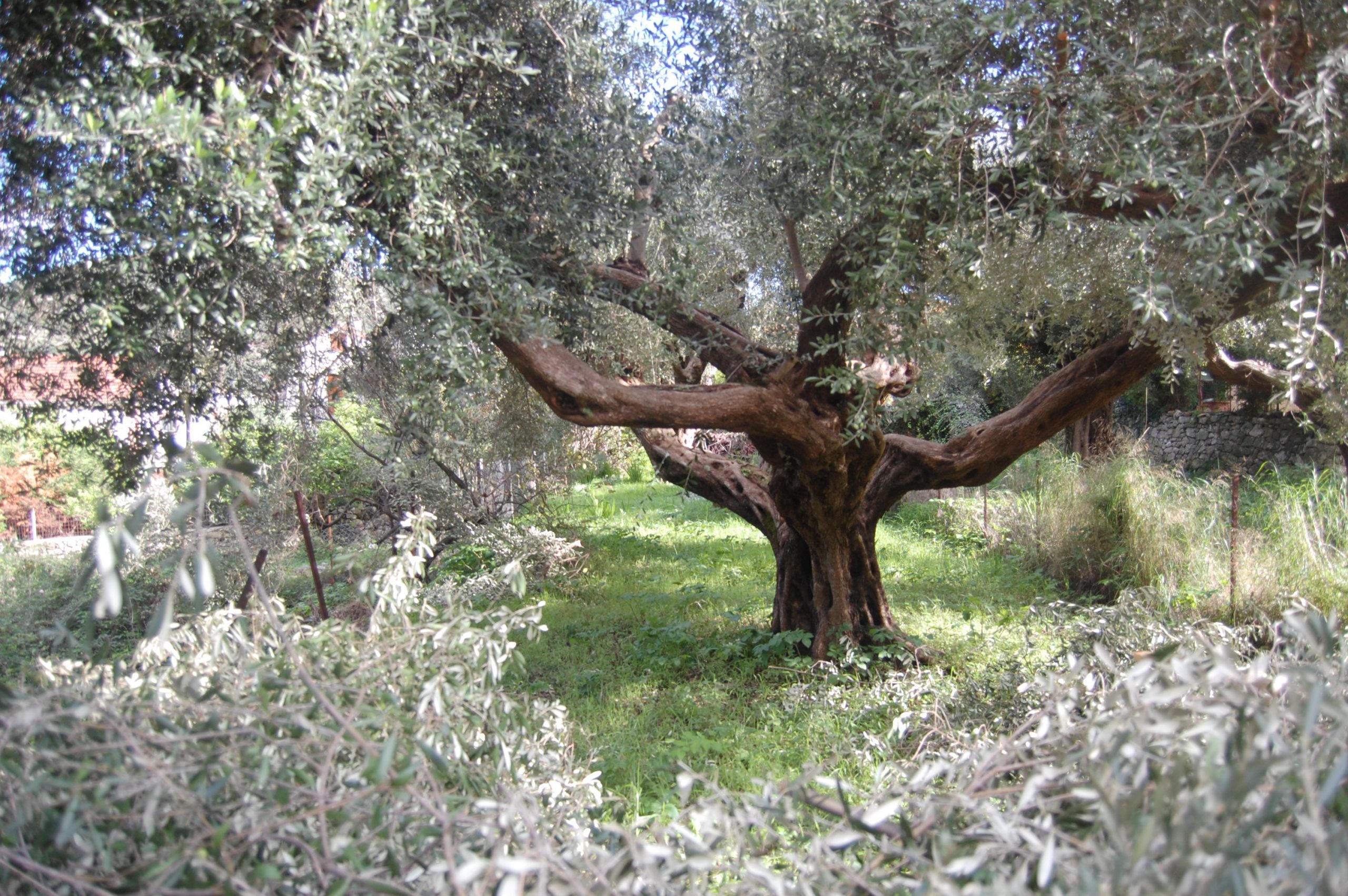 Terrain of ruin for sale in Ithaca Greece, Vathi