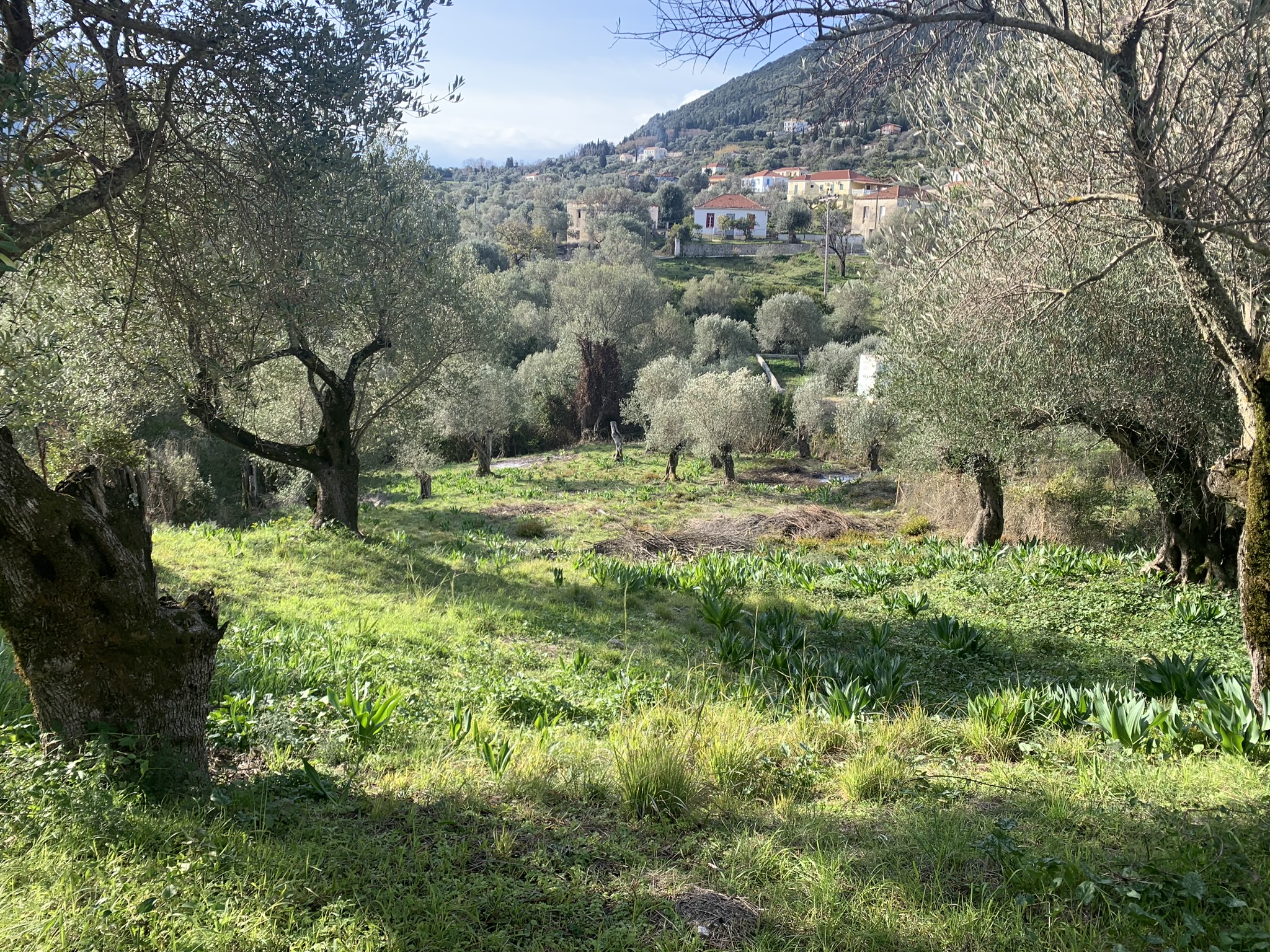 Landscape view and terrain of property for sale on Ithaca Greece, Platrithya