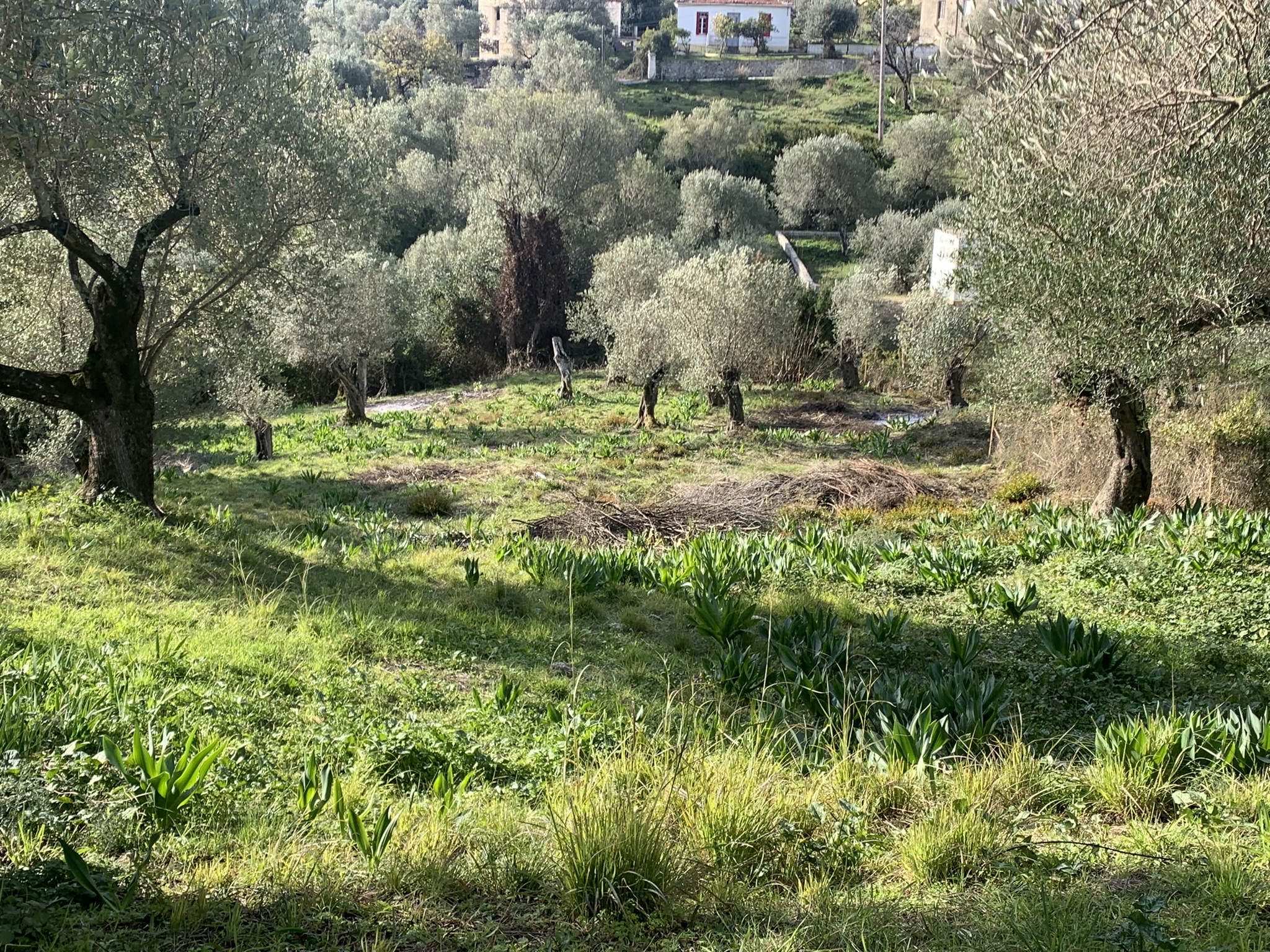 Landscape view and terrain of property for sale on Ithaca Greece, Platrithya