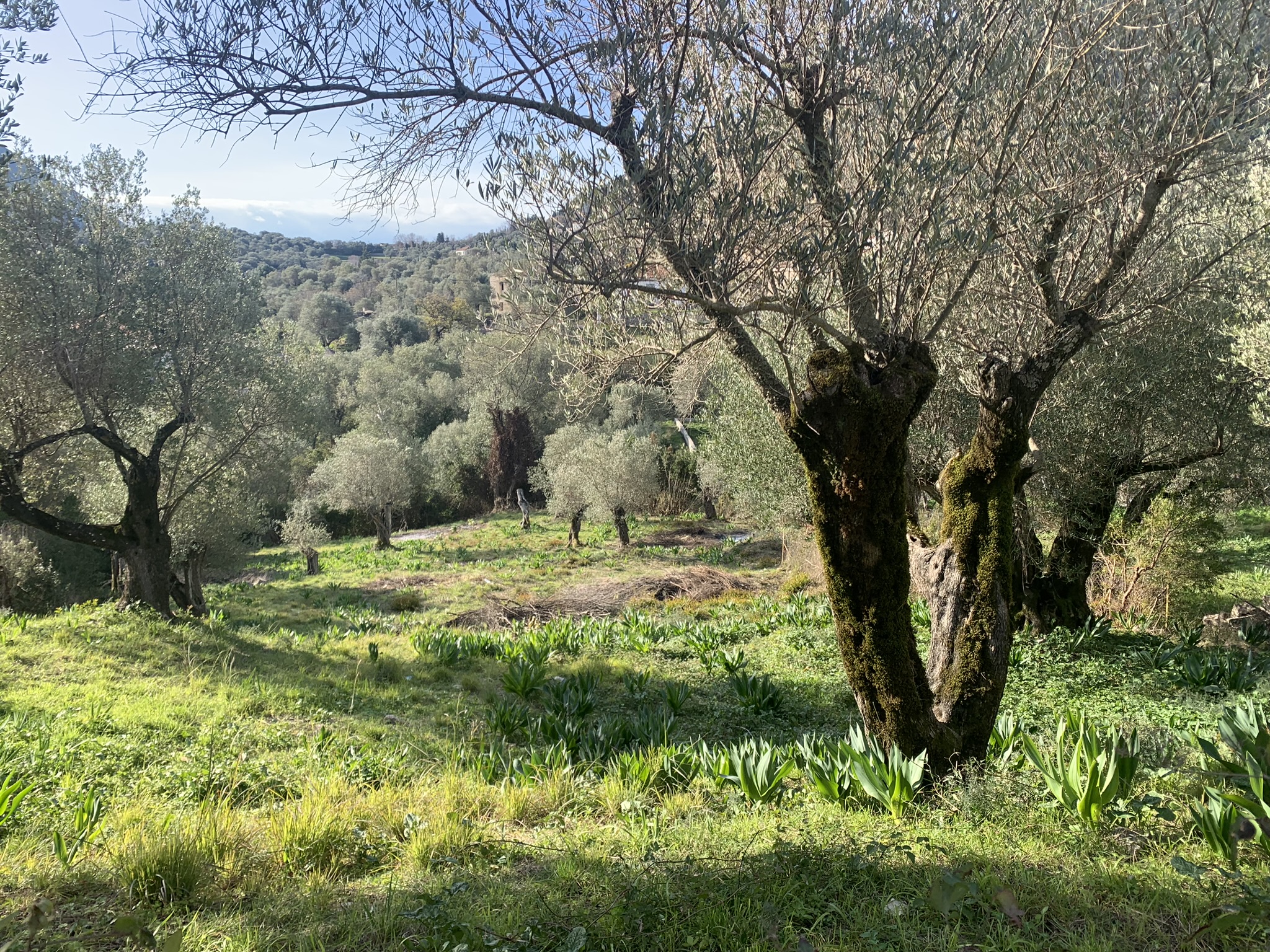 Landscape view and terrain of property for sale on Ithaca Greece, Platrithya