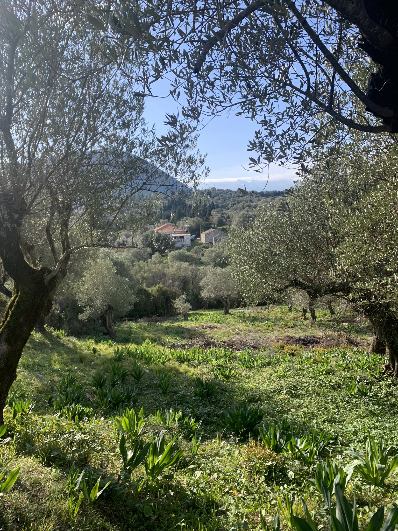 Landscape view and terrain of property for sale on Ithaca Greece, Platrithya