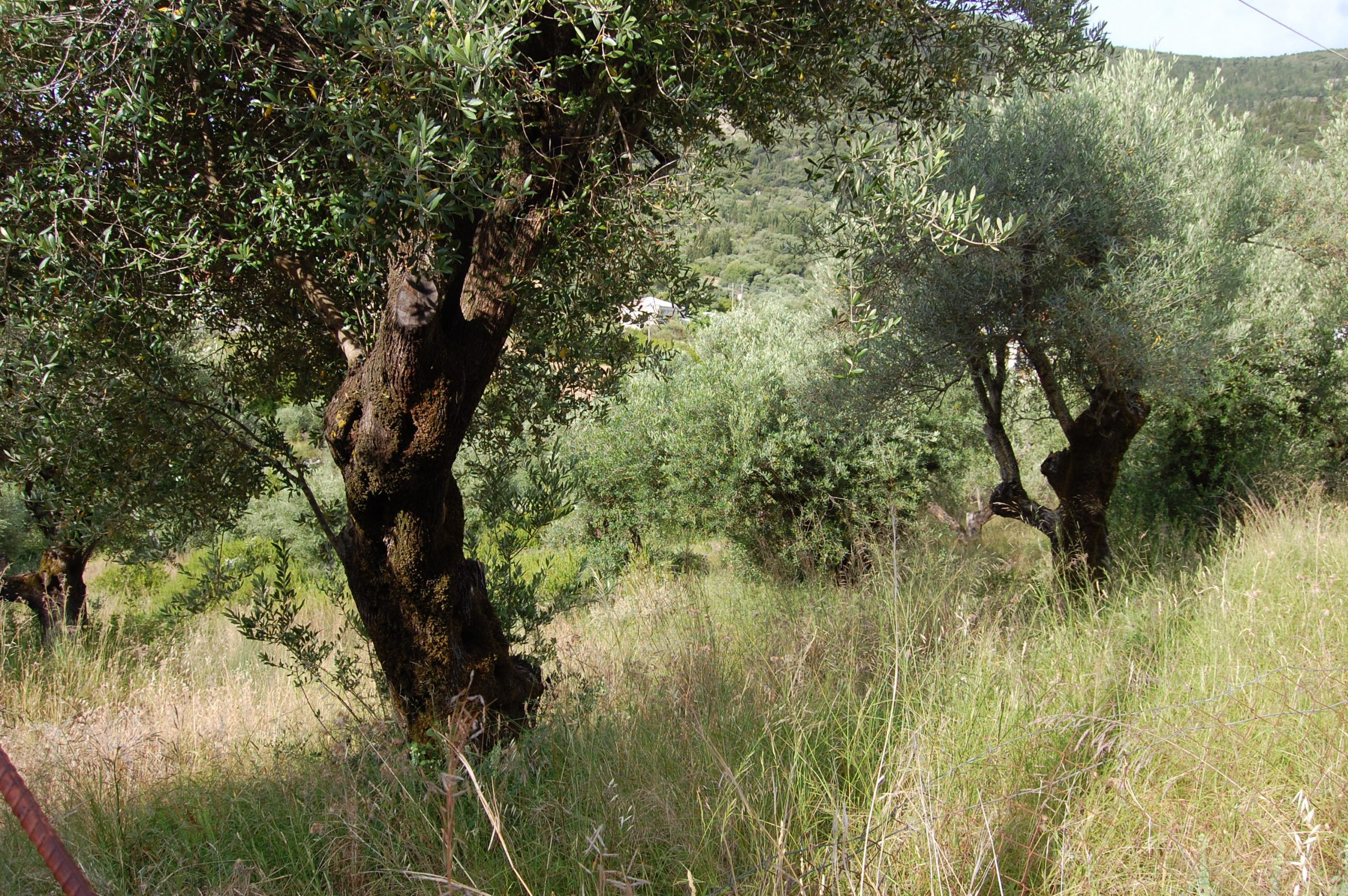 Landscape view and terrain of property for sale in Ithaca Greece Platrithya village