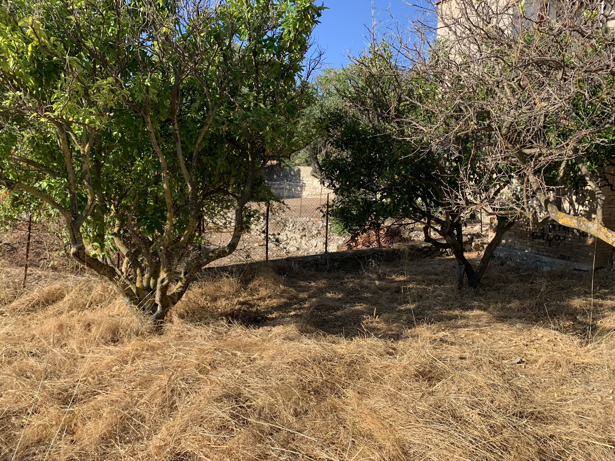Front garden of house for sale in Ithaca Greece, Stavros