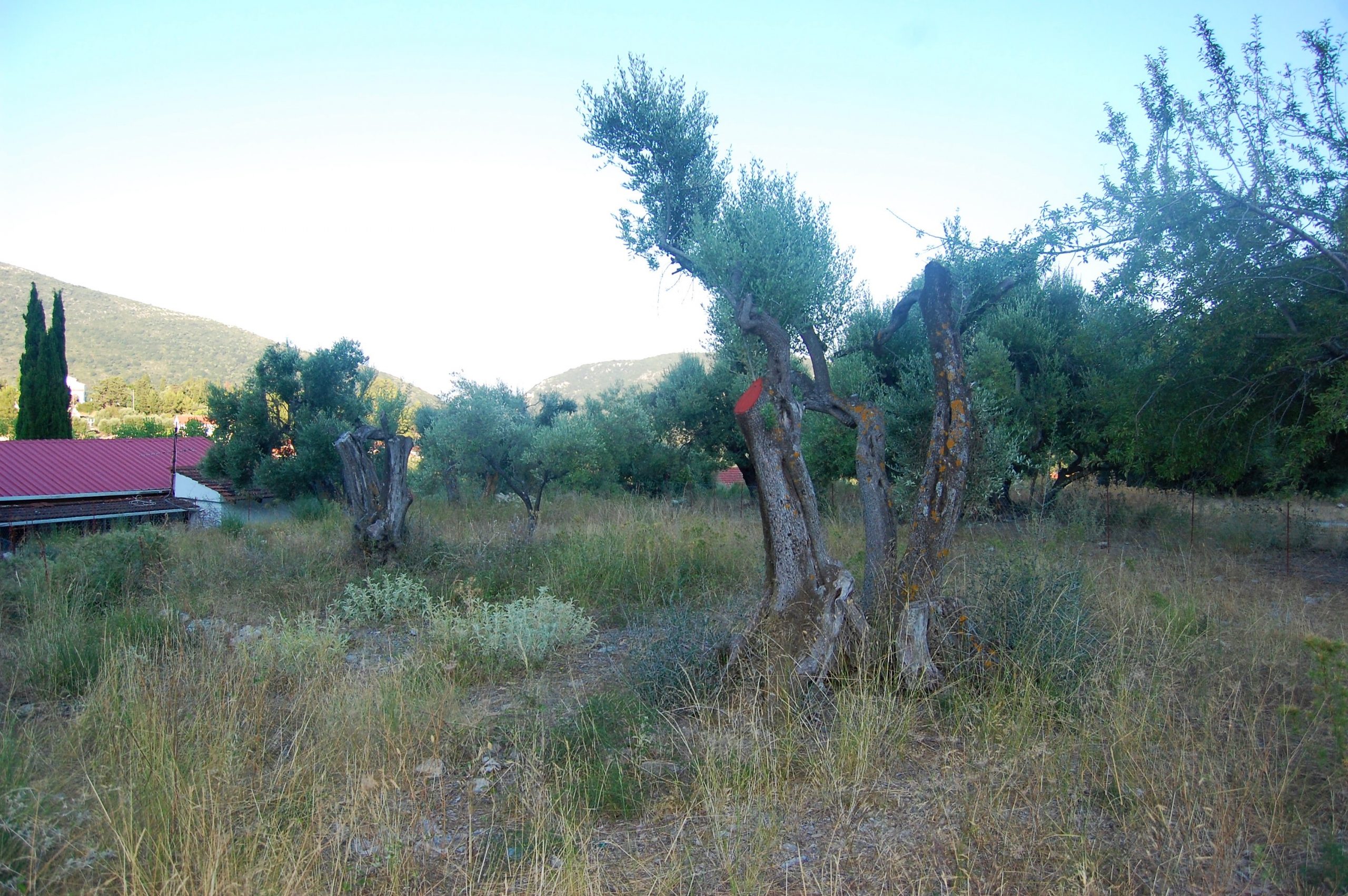 Terraced landscape of house for sale in Ithaca Greece, Kolleri