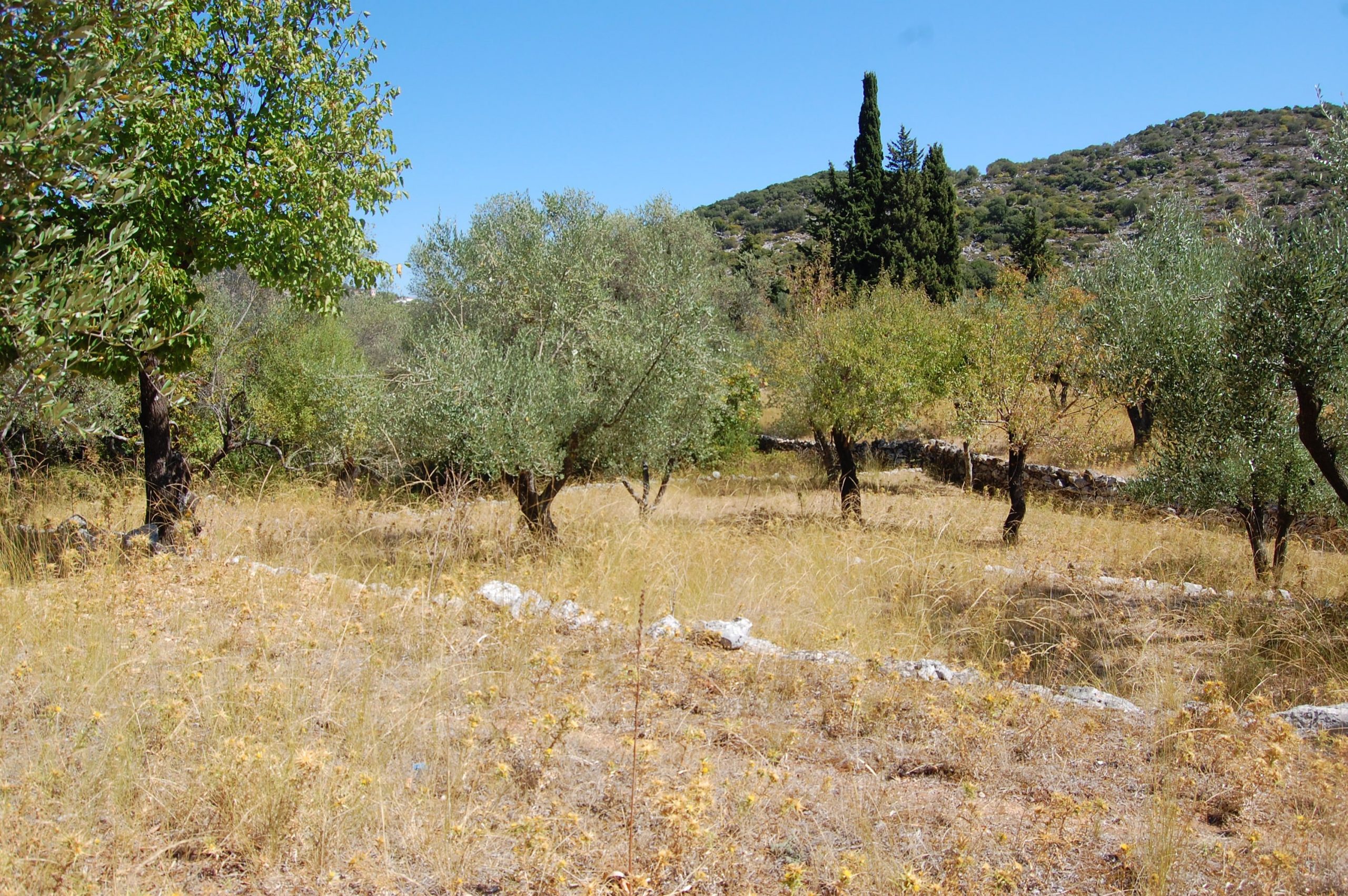 Landscape of terrain with terraces of land for sale in Ithaca Greece, Vathi