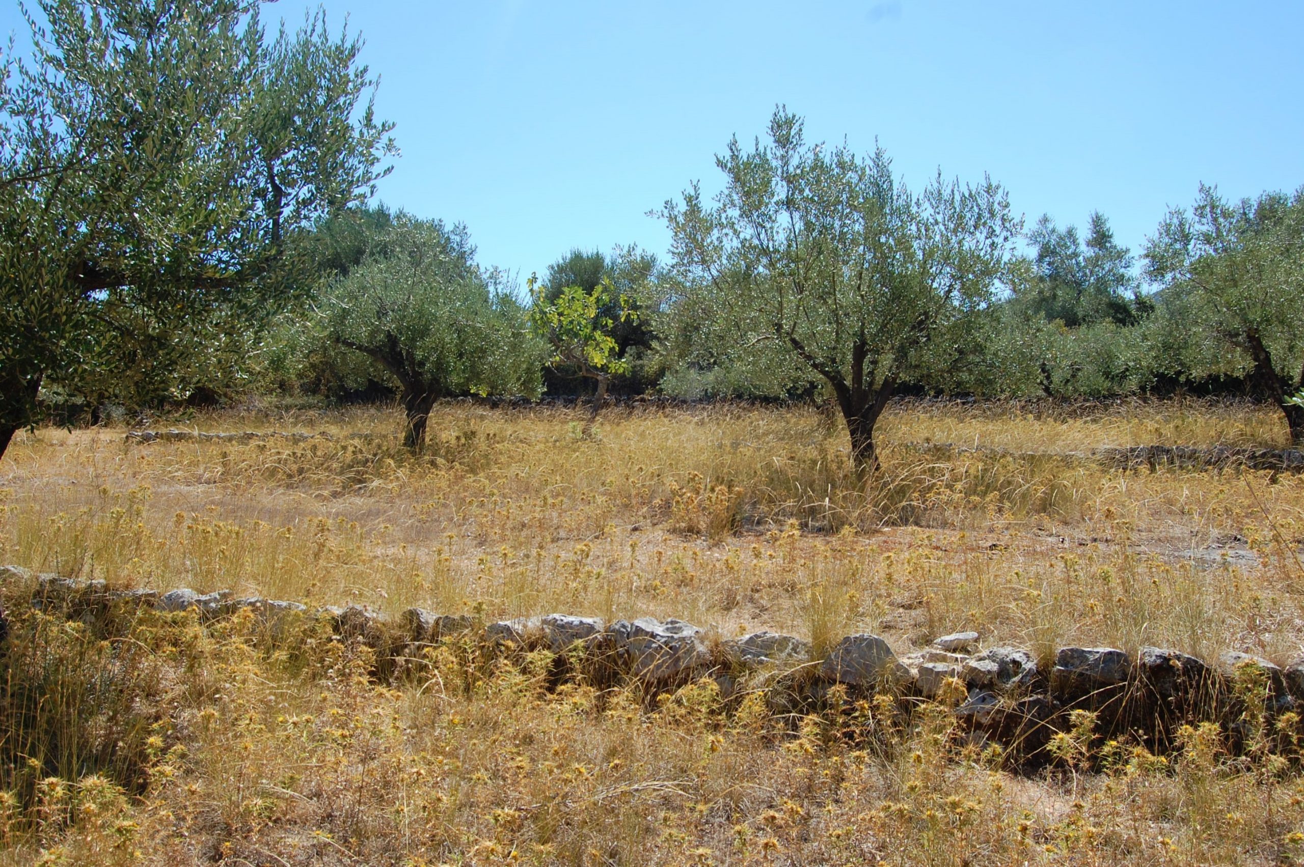 Landscape of terrain with terraces of land for sale in Ithaca Greece, Vathi