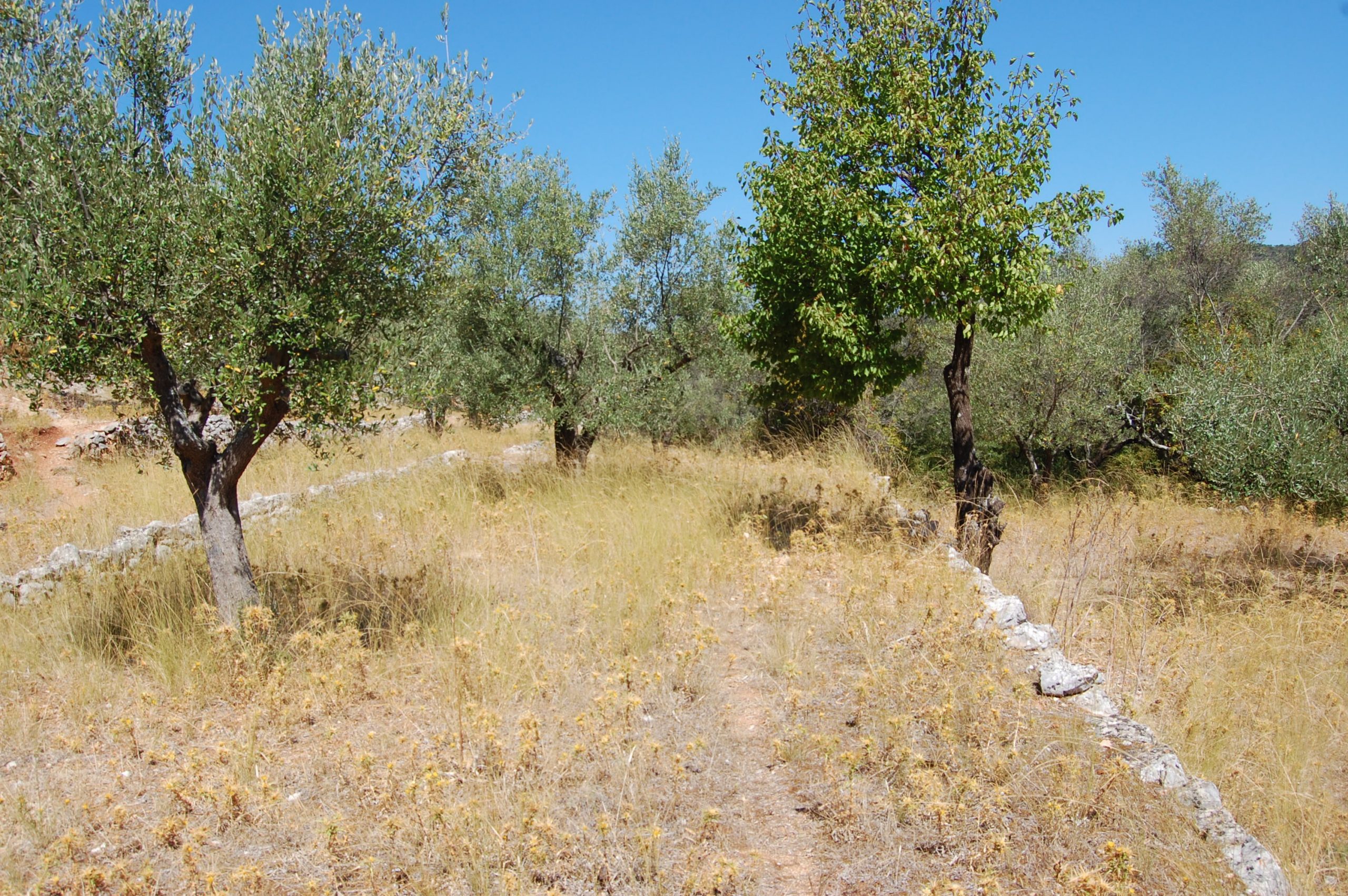 Landscape of terrain with terraces of land for sale in Ithaca Greece, Vathi