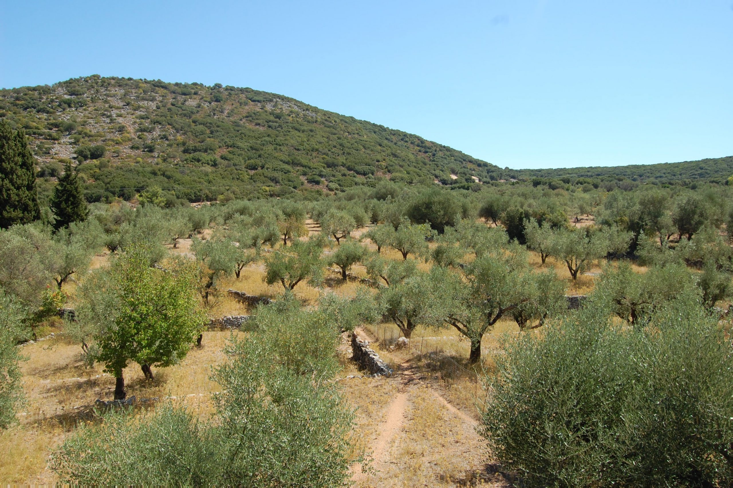 Landscape of terrain with olive groves of land for sale in Ithaca Greece, Vathi