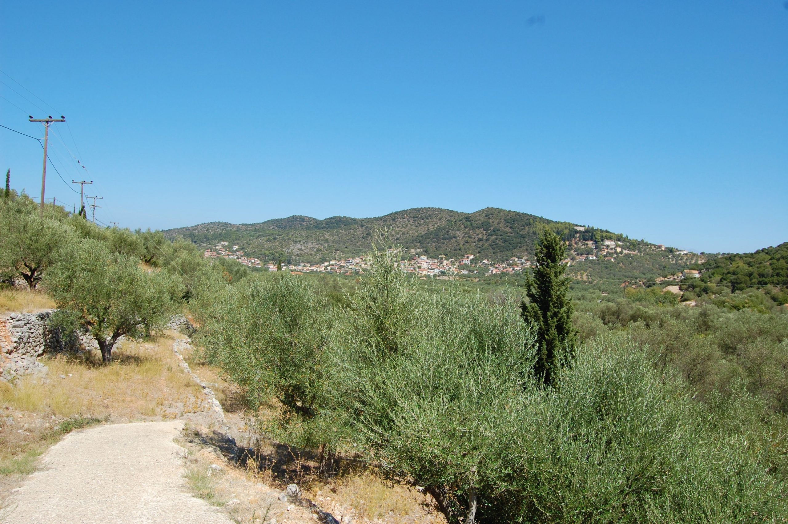 Landscape of terrain with olive groves of land for sale in Ithaca Greece, Vathi