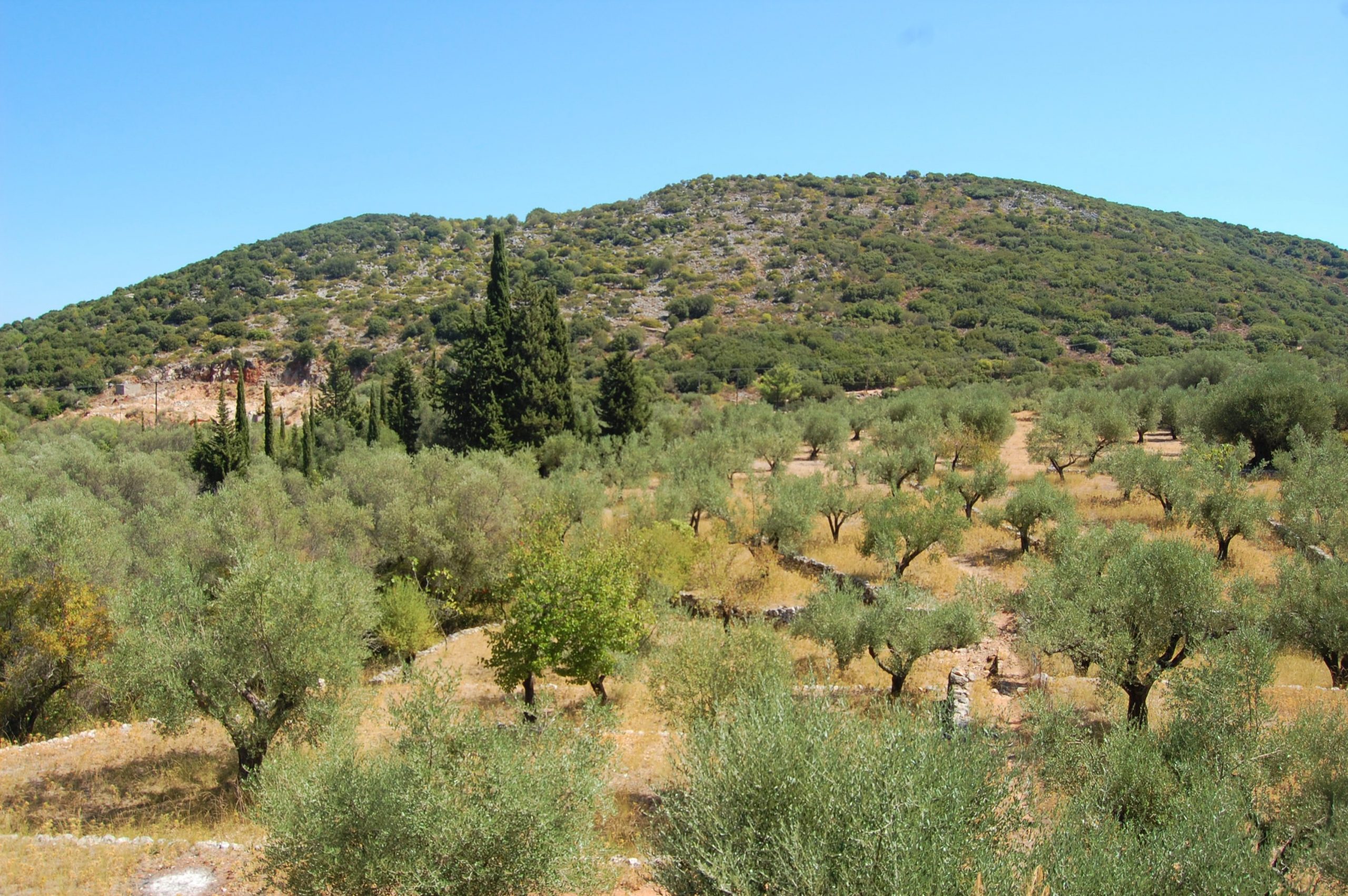 Landscape of terrain with olive groves of land for sale in Ithaca Greece, Vathi