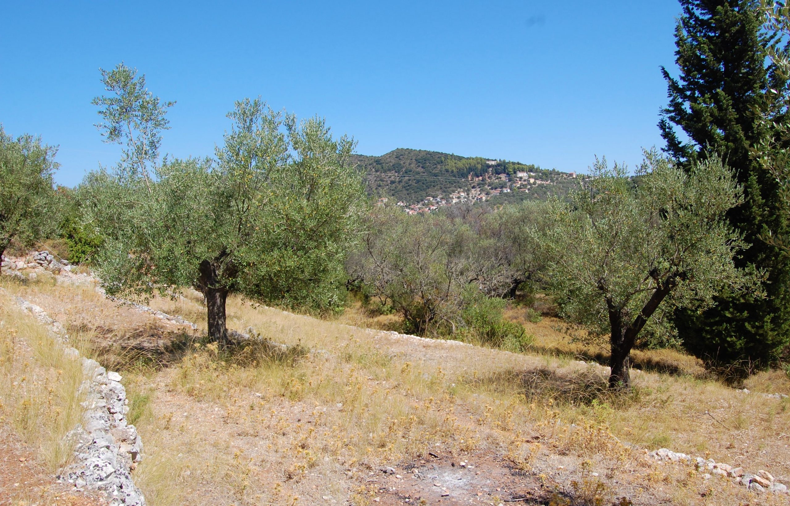 Landscape of terrain with terraces of land for sale in Ithaca Greece, Vathi