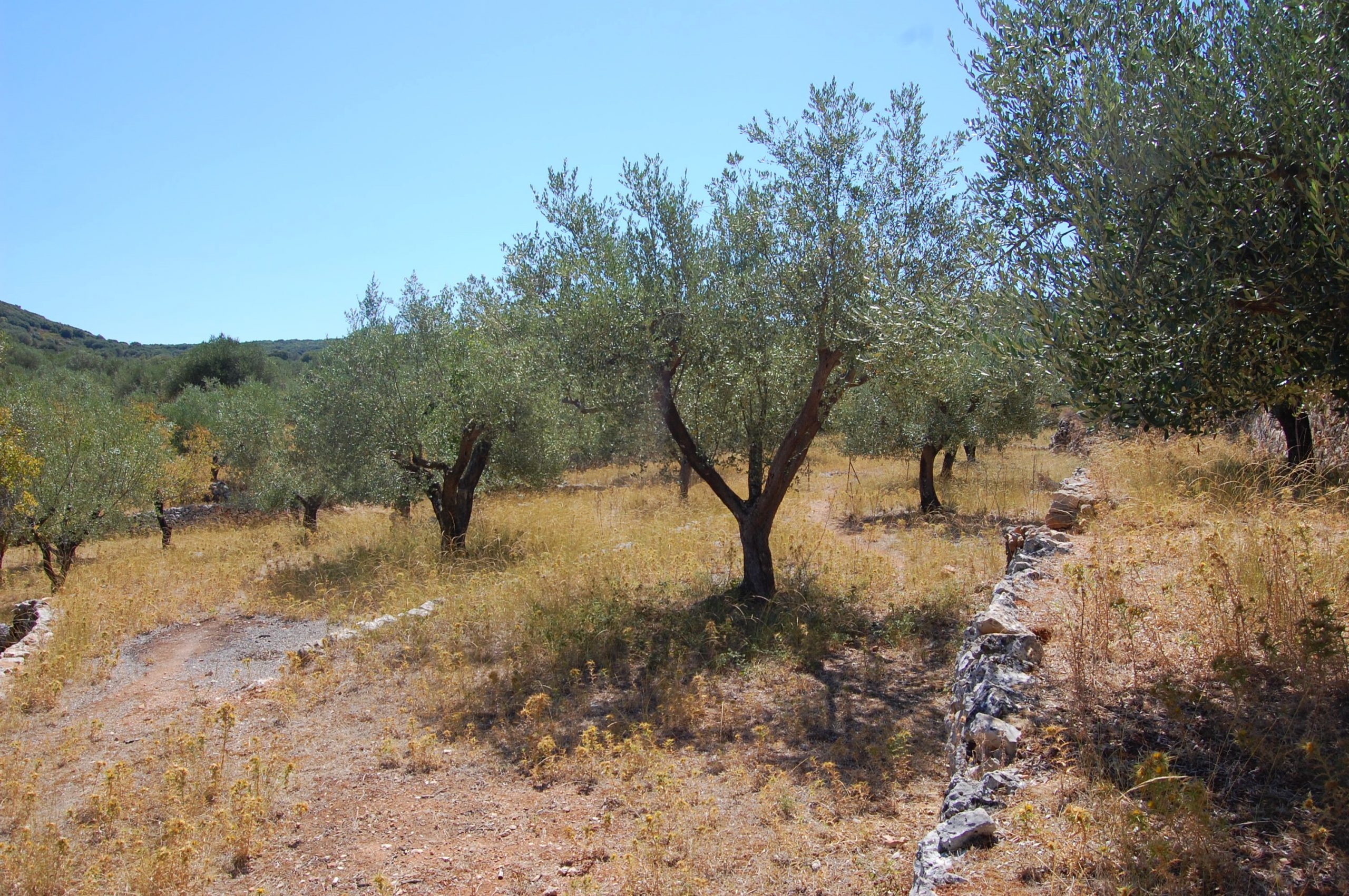 Landscape of terrain with terraces of land for sale in Ithaca Greece, Vathi
