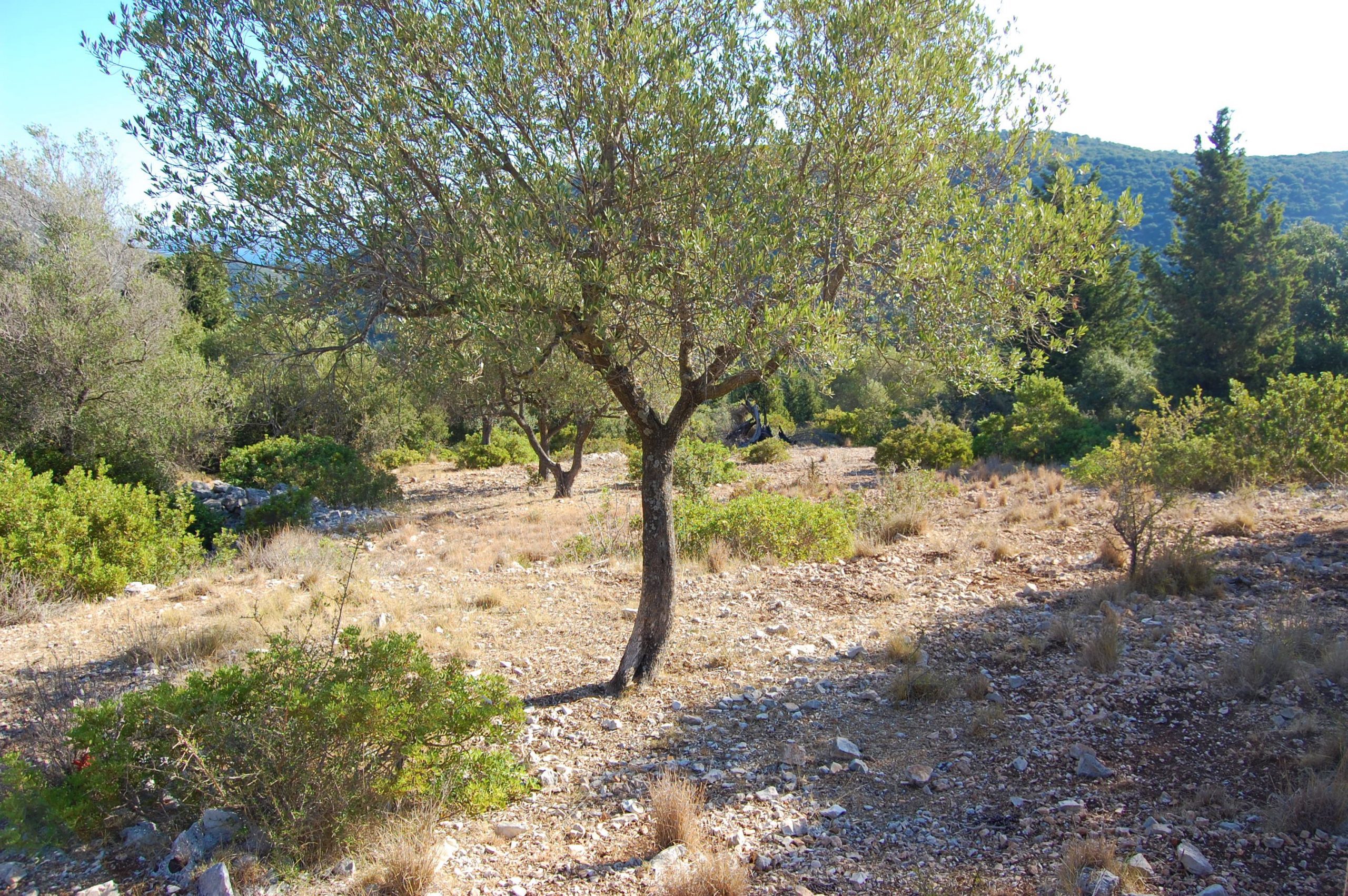 Terraced landscape of land for sale in Ithaca Greece, Stavros