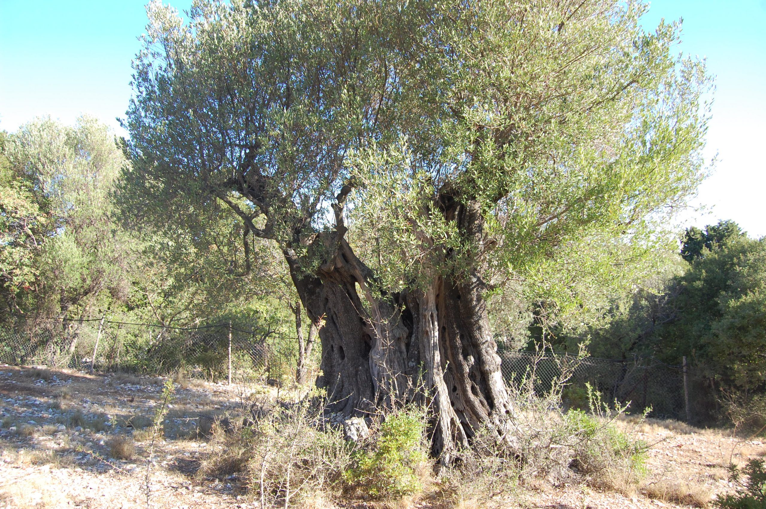 Terraced landscape of land for sale in Ithaca Greece, Stavros
