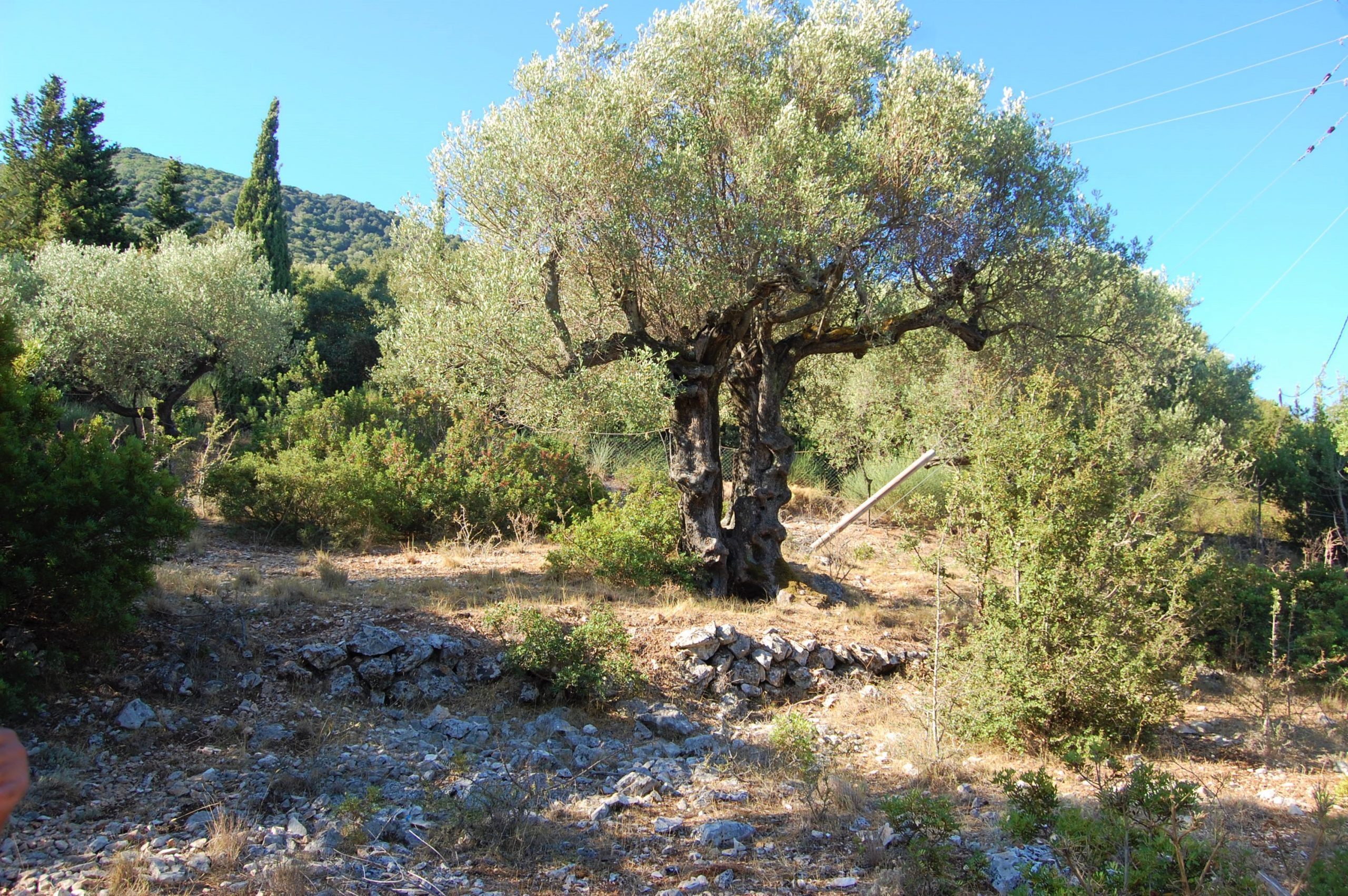 Terraced landscape of land for sale in Ithaca Greece, Stavros