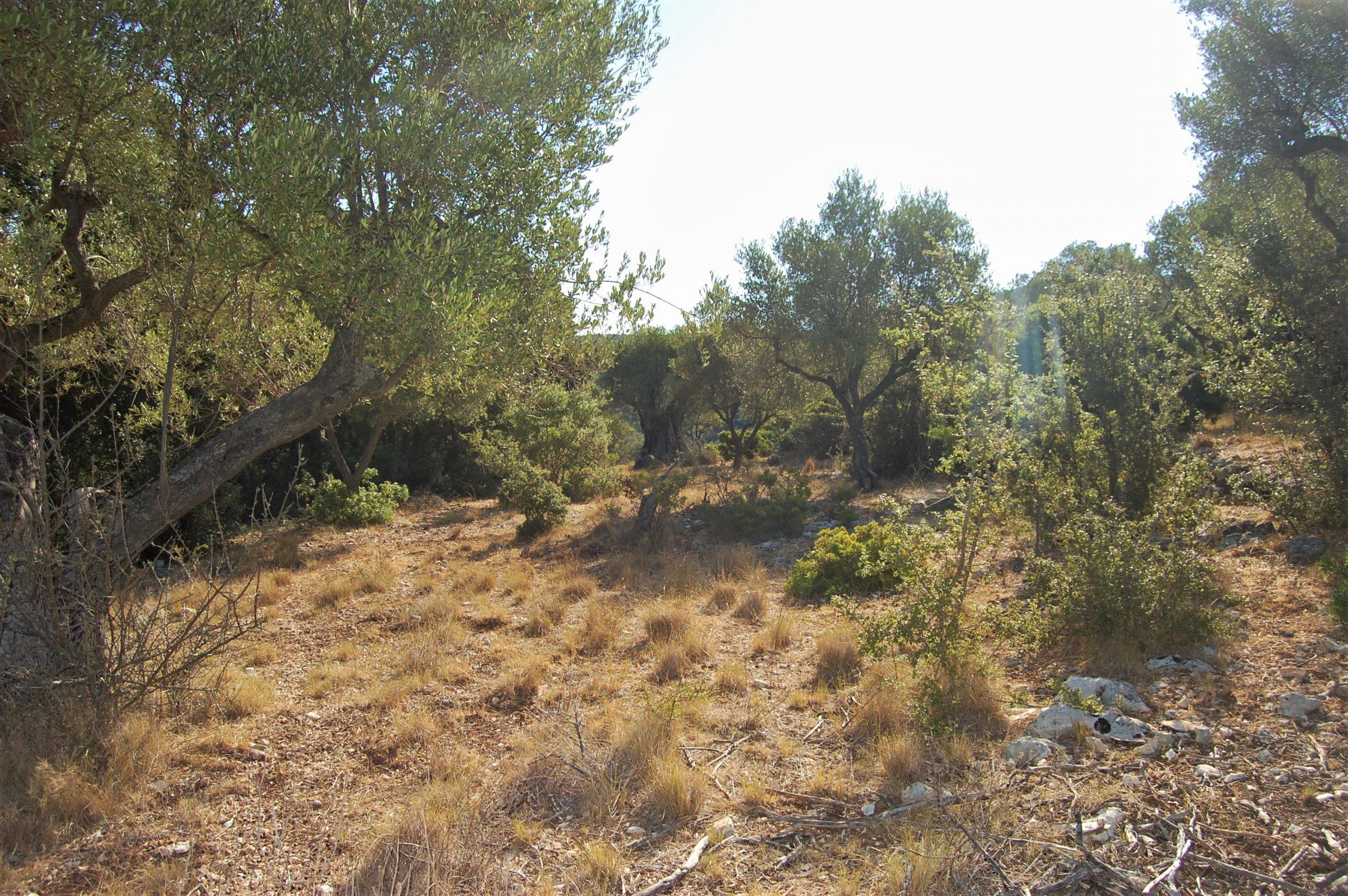 Terraced landscape of land for sale in Ithaca Greece, Stavros