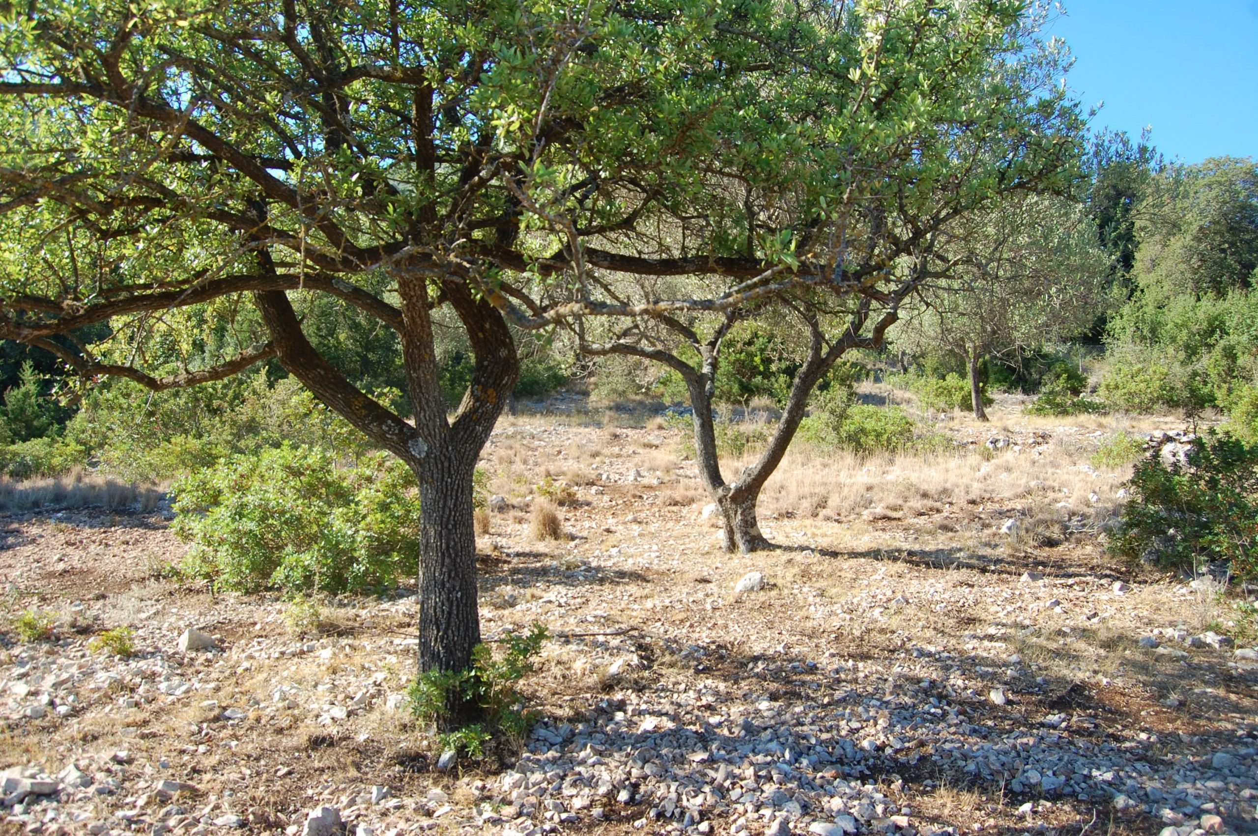 Terraced landscape of land for sale in Ithaca Greece, Stavros