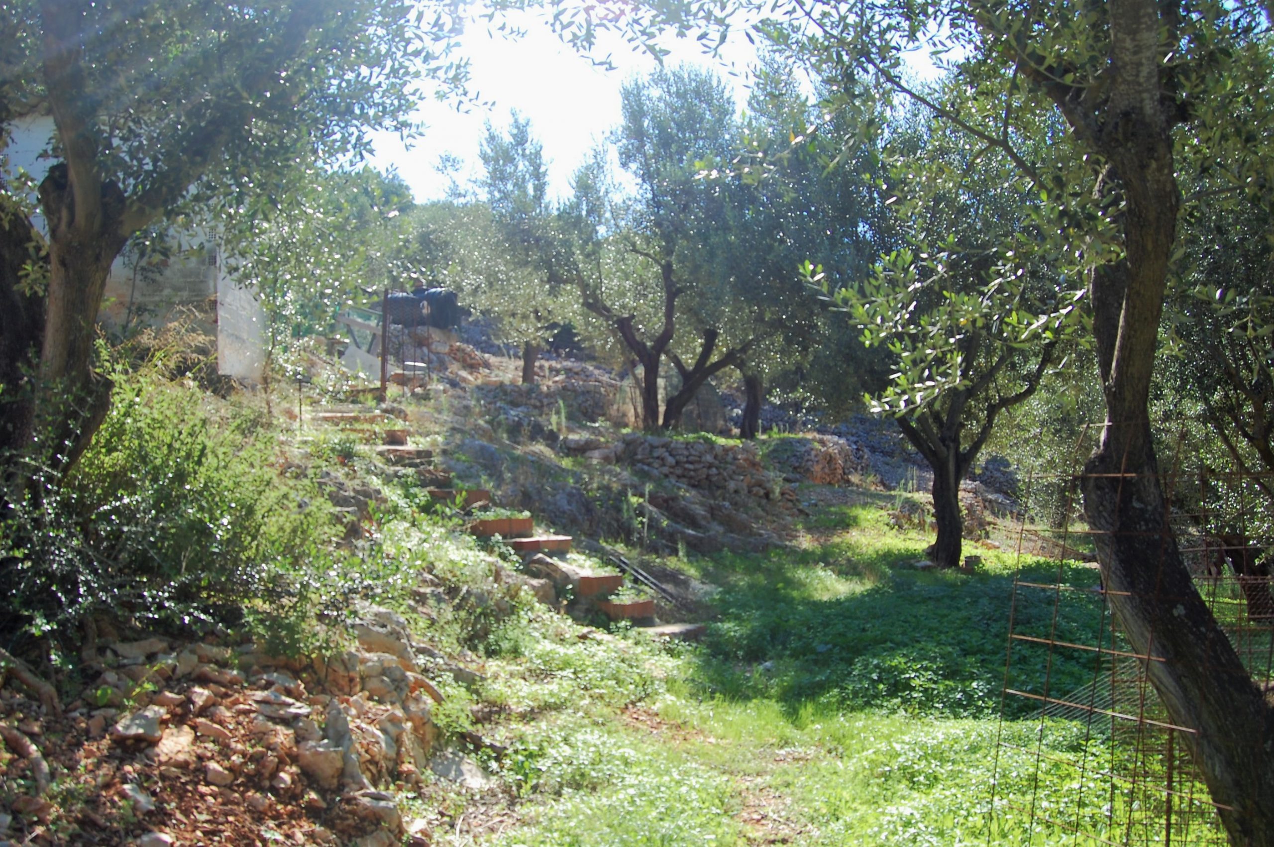 Garden of house for sale in Ithaca Greece, Perachori