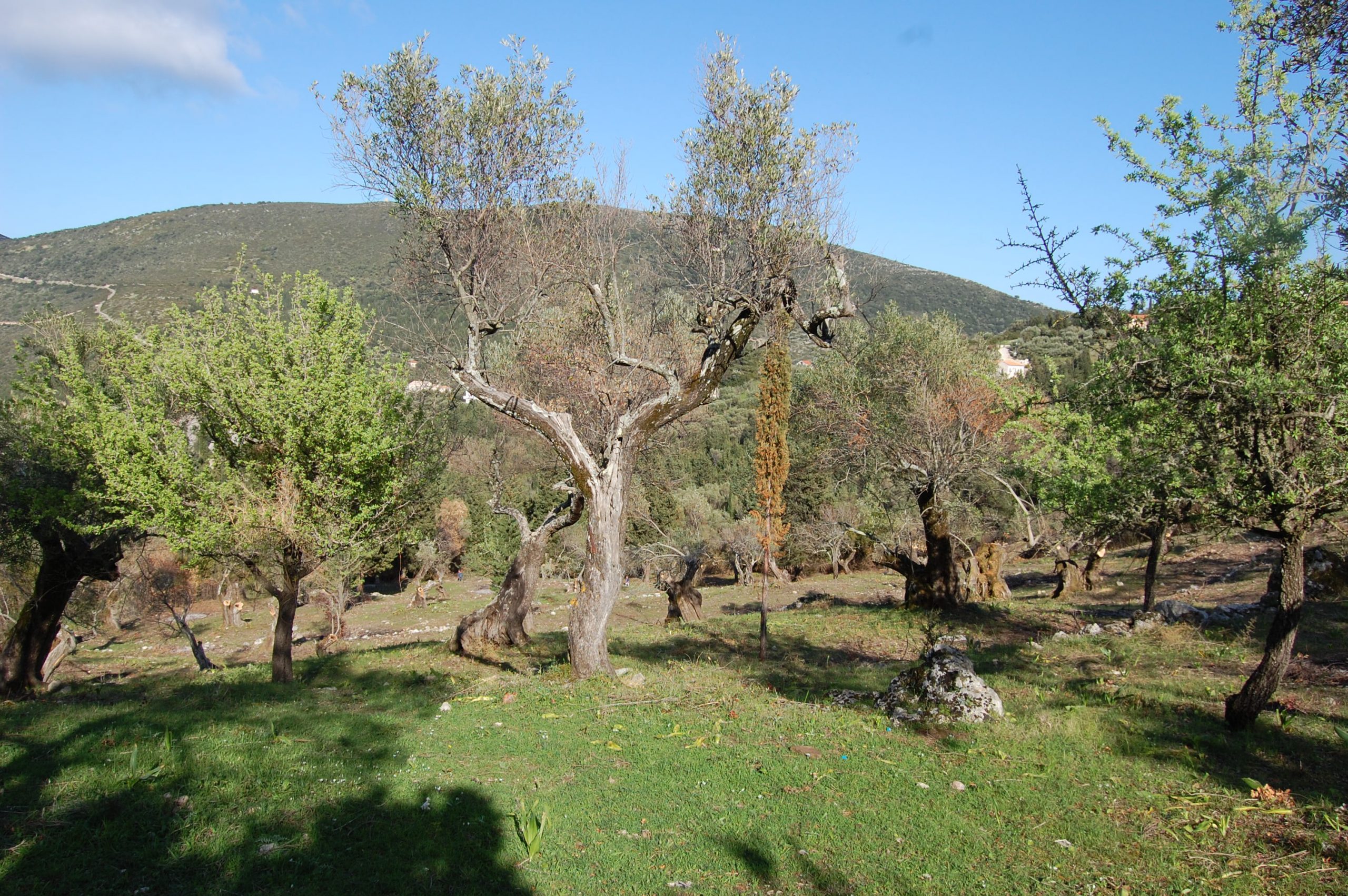 Landscape terrain of land for sale Ithaca Greece Afales