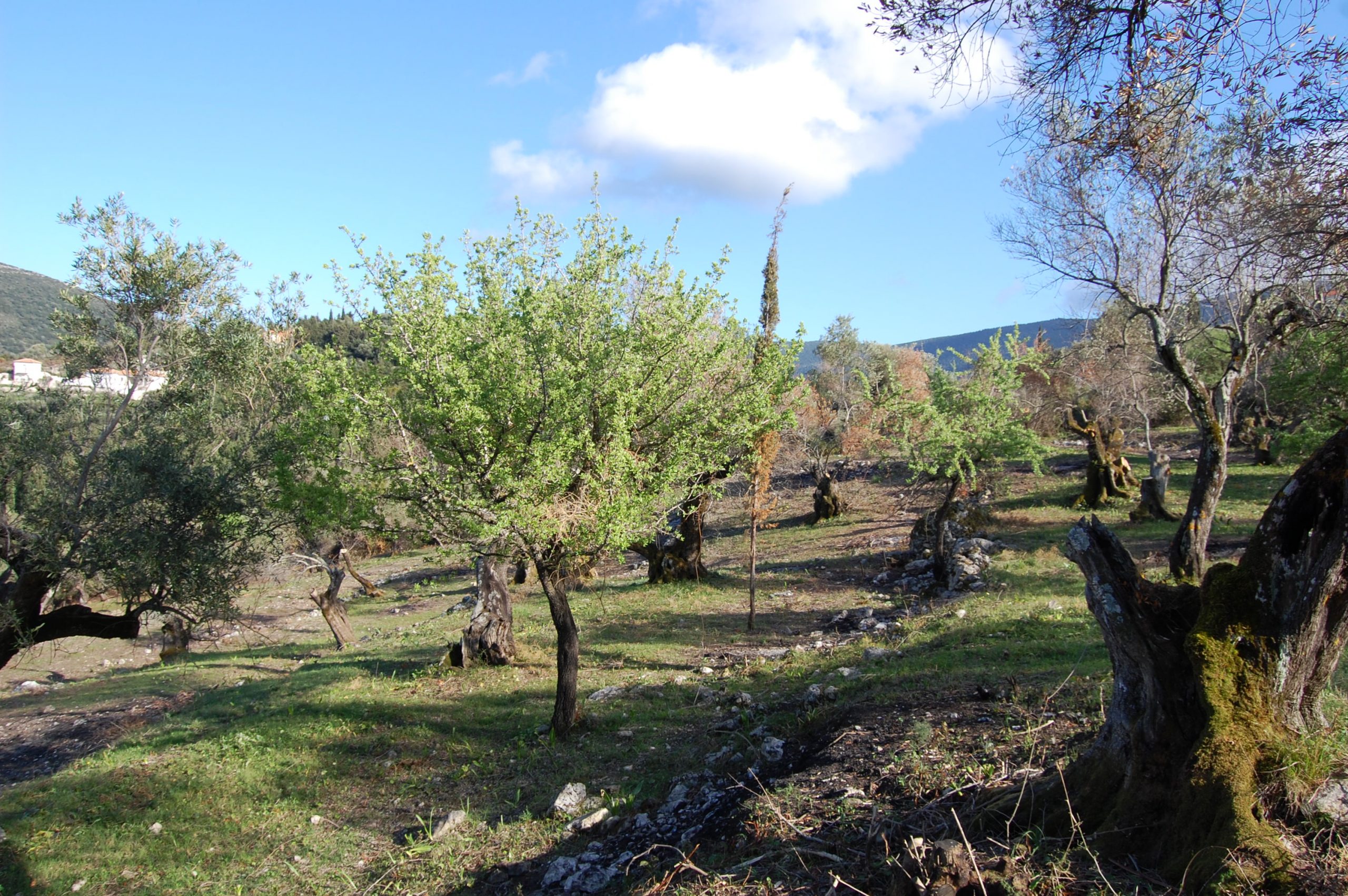 Landscape terrain of land for sale Ithaca Greece Afales