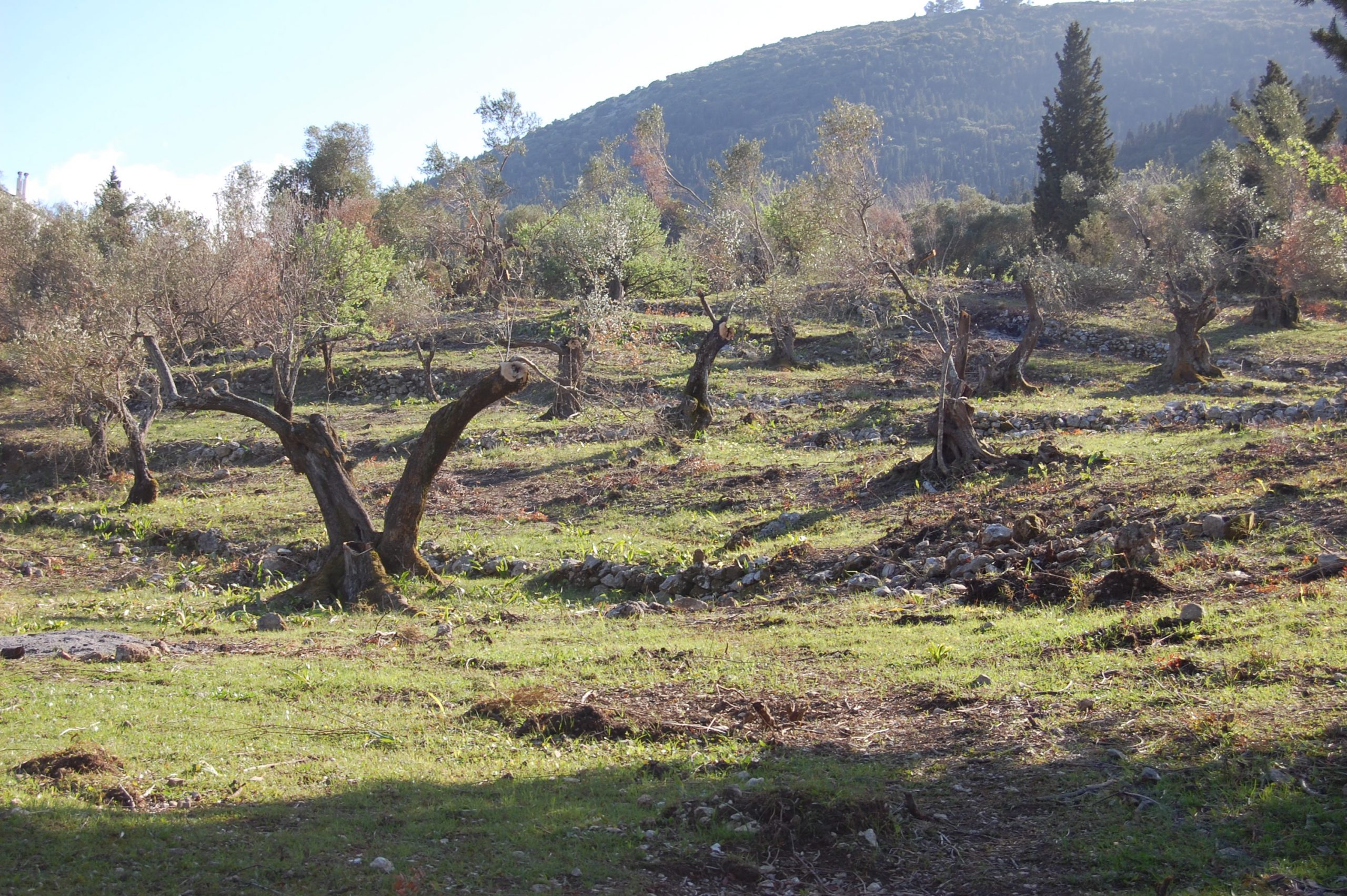 Landscape terrain of land for sale Ithaca Greece Afales
