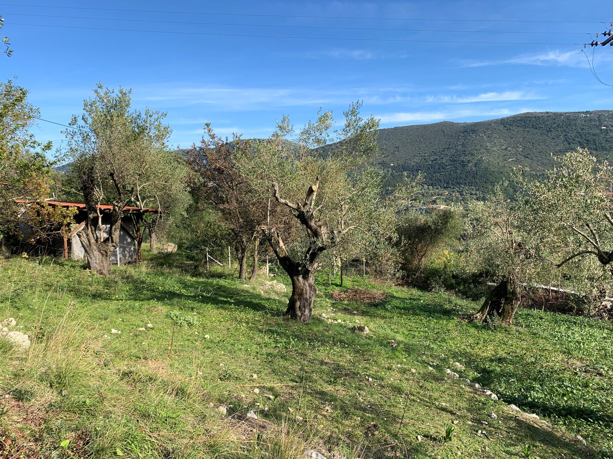 Terrain of olive groves, land for sale Ithaca Greece Kolleri