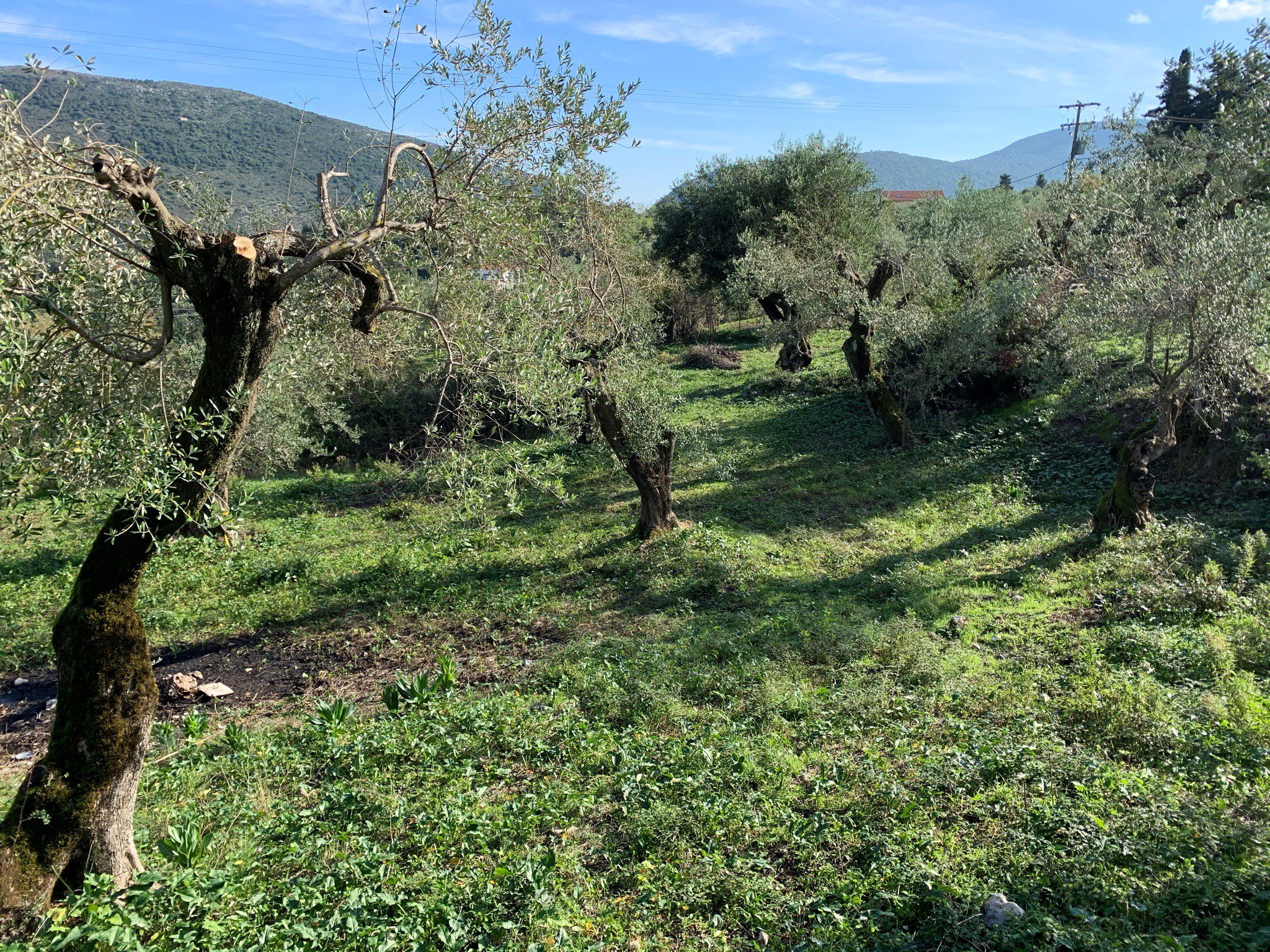 Terrain of olive groves, land for sale Ithaca Greece Kolleri
