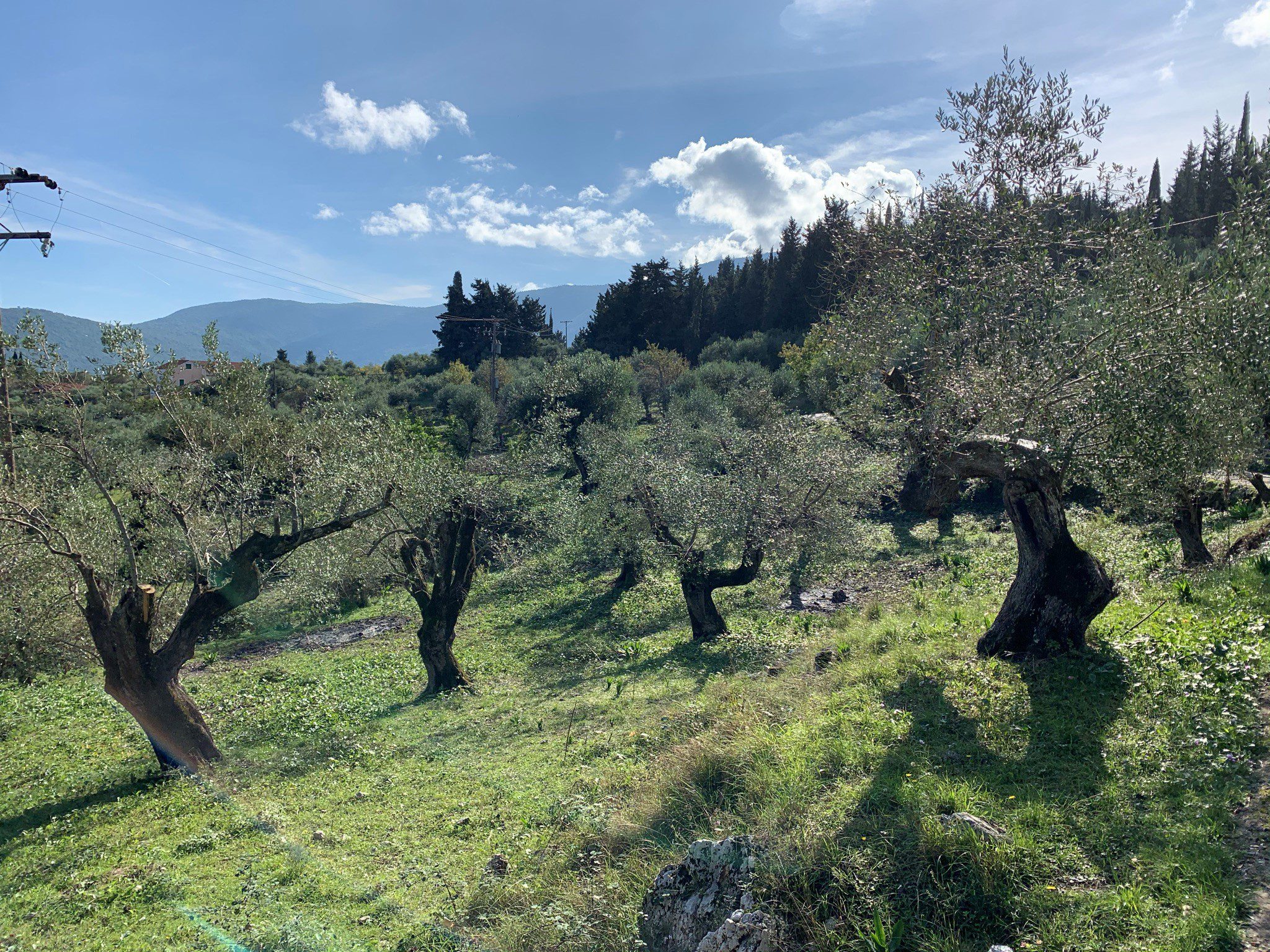 Terrain of olive groves, land for sale Ithaca Greece Kolleri