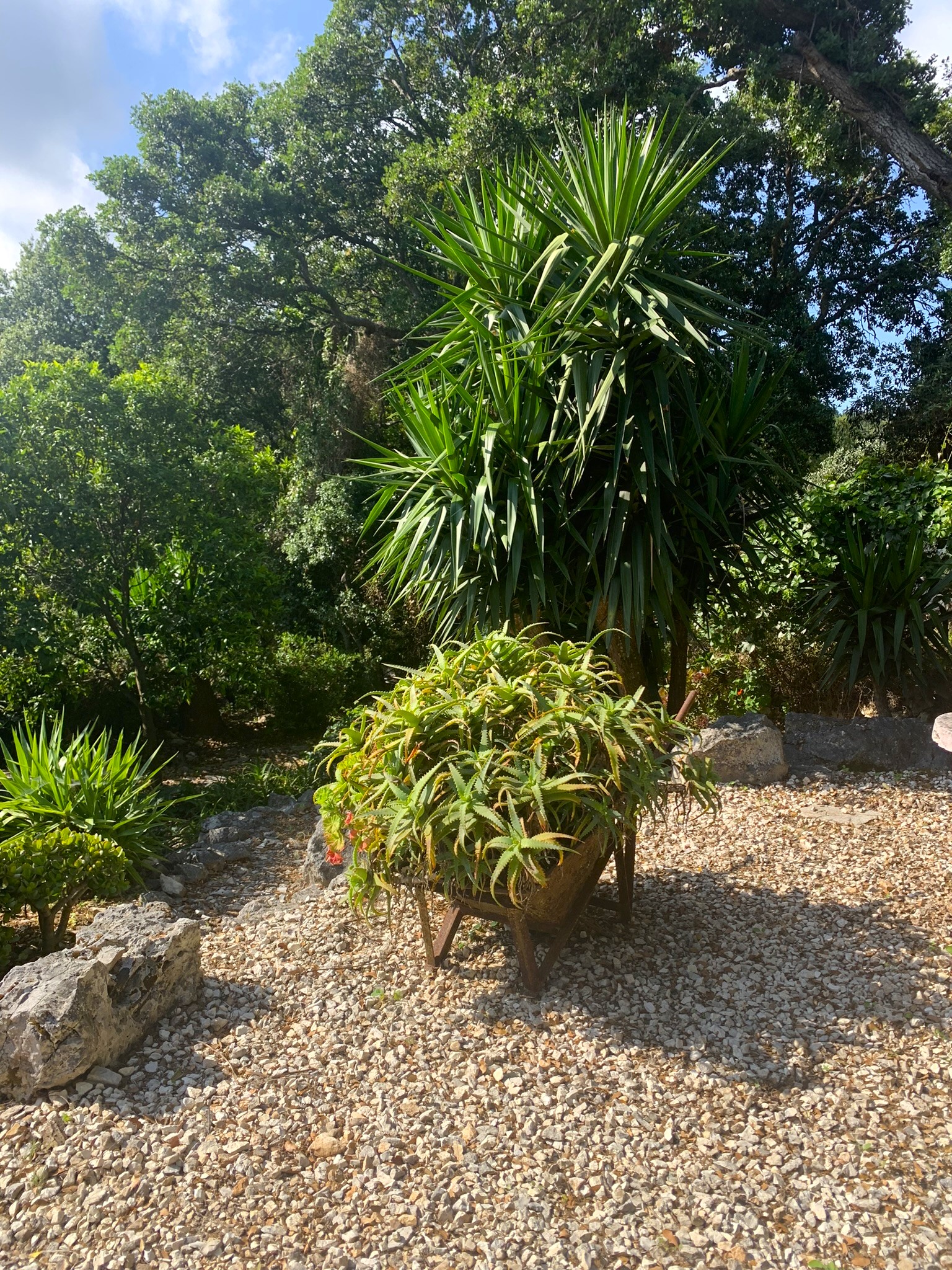 Garden of house for sale in Ithaca Greece, Lahos