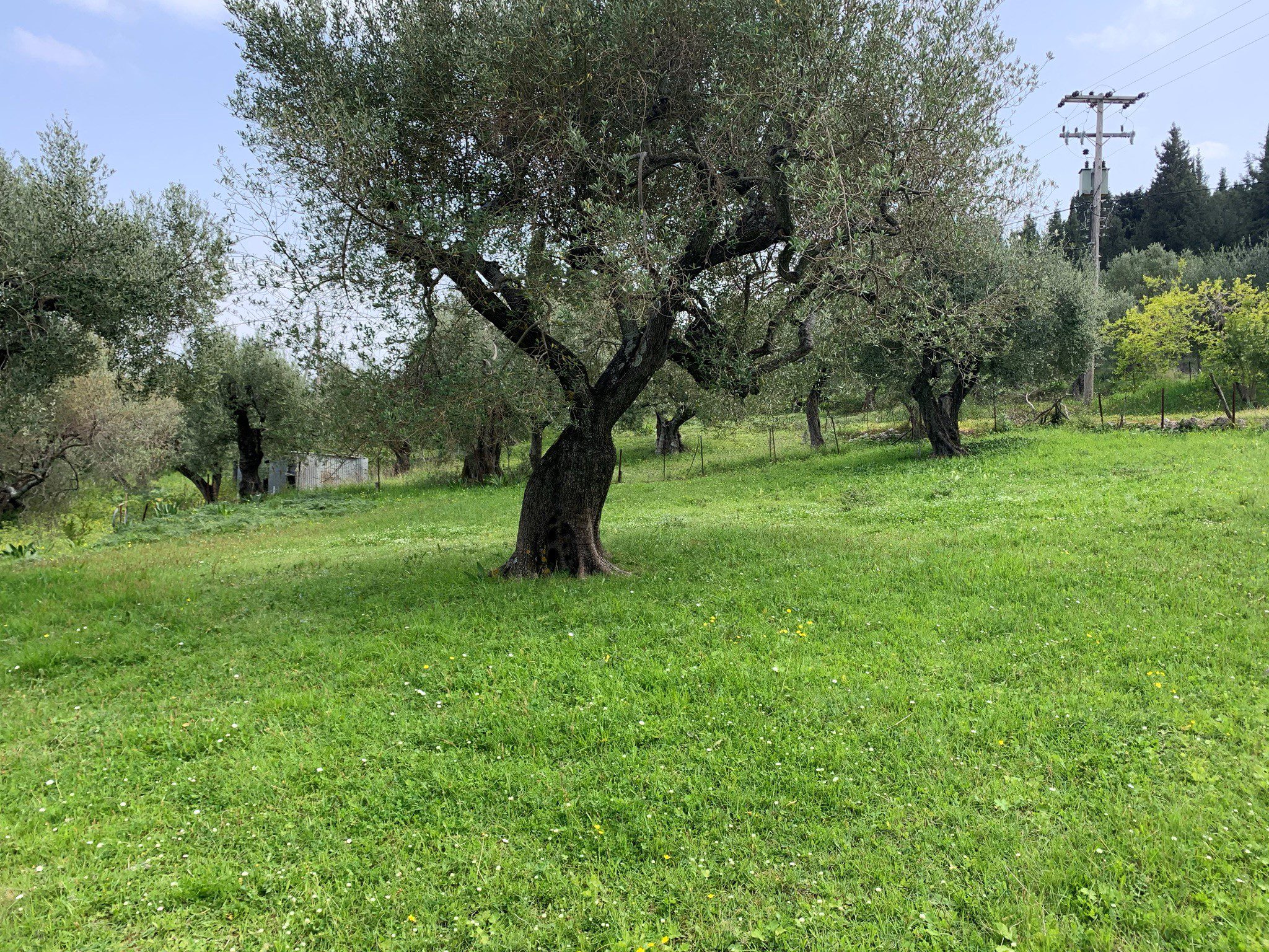 Landscape and terrain of land for sale in Ithaca Greece, Kolleri