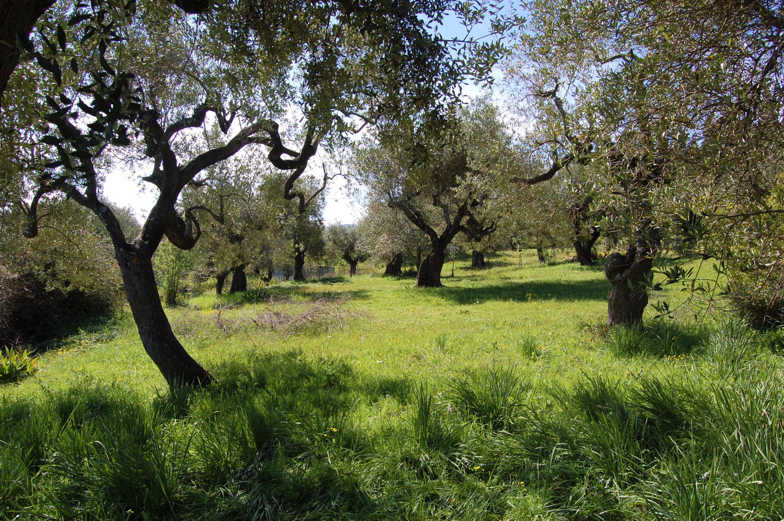 Landscape and terrain of land for sale in Ithaca Greece, Kolleri