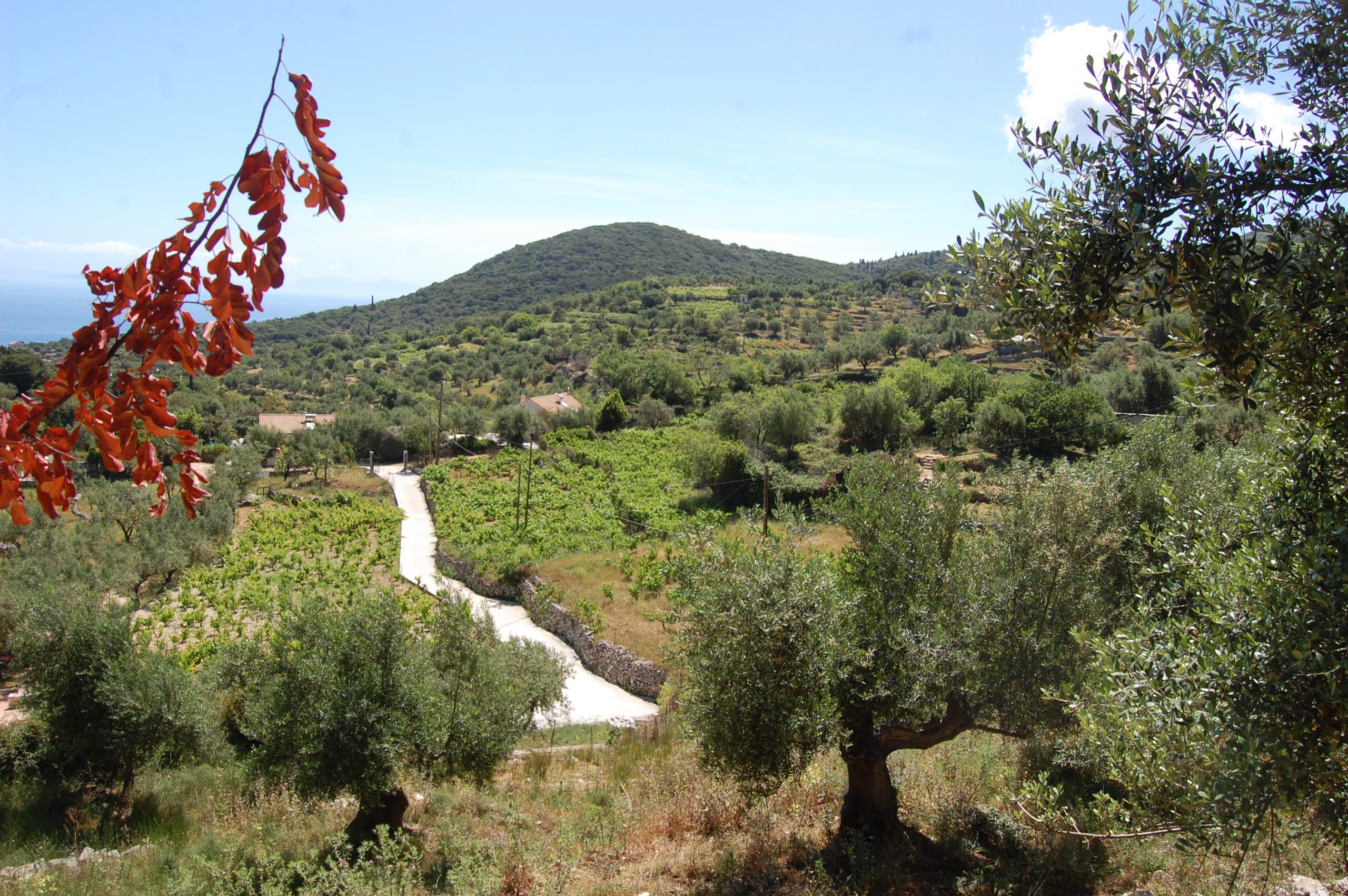 Land for Sale Ithaca Greece Perachori