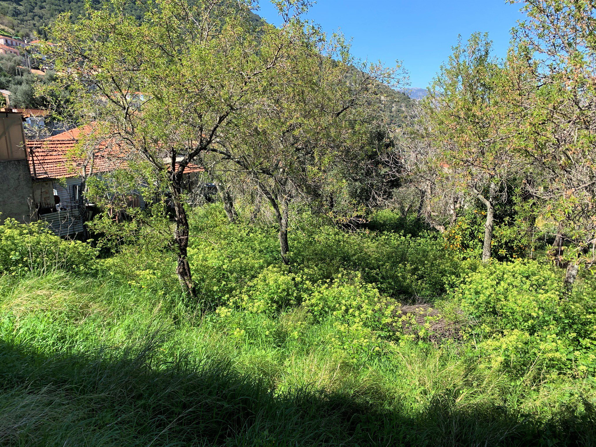 Uncleared landscape of land for sale in Ithaca Greece, Perachori